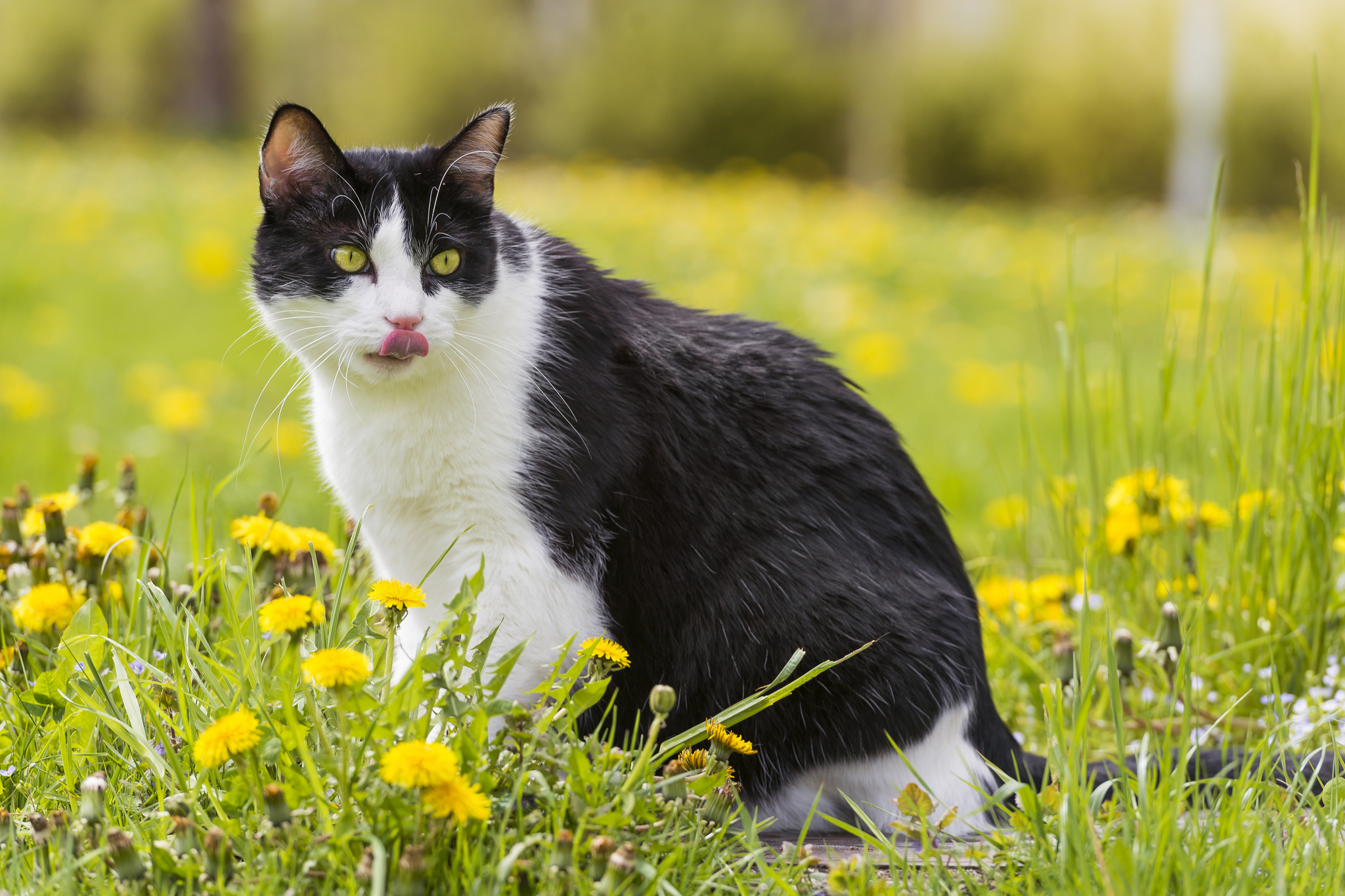 Laden Sie das Tiere, Katzen, Katze-Bild kostenlos auf Ihren PC-Desktop herunter