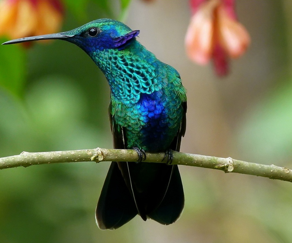 無料モバイル壁紙動物, 鳥, 青い, ハチドリをダウンロードします。