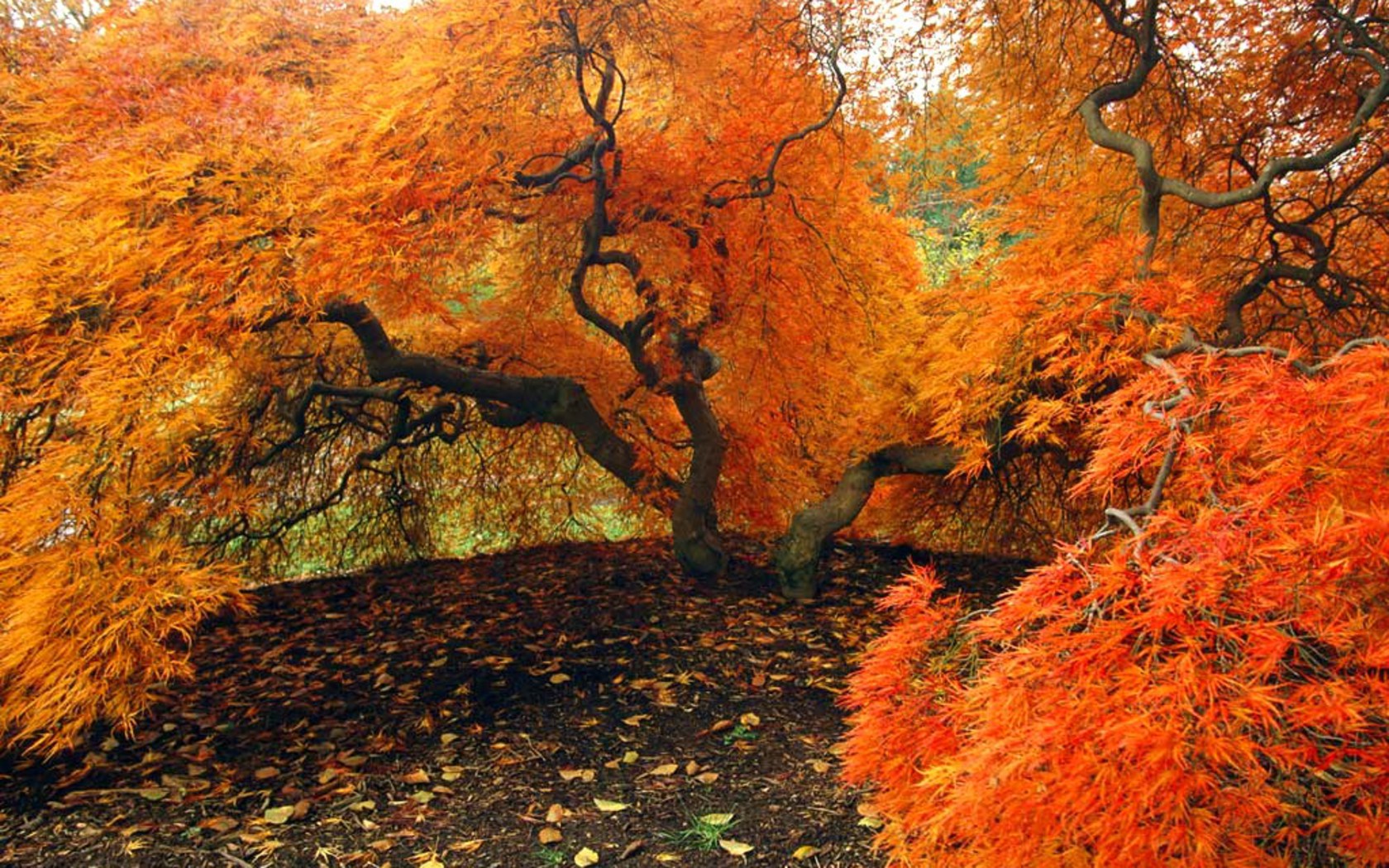 Скачать картинку Падать, Оранжевый Цвет), Дерево, Земля/природа в телефон бесплатно.