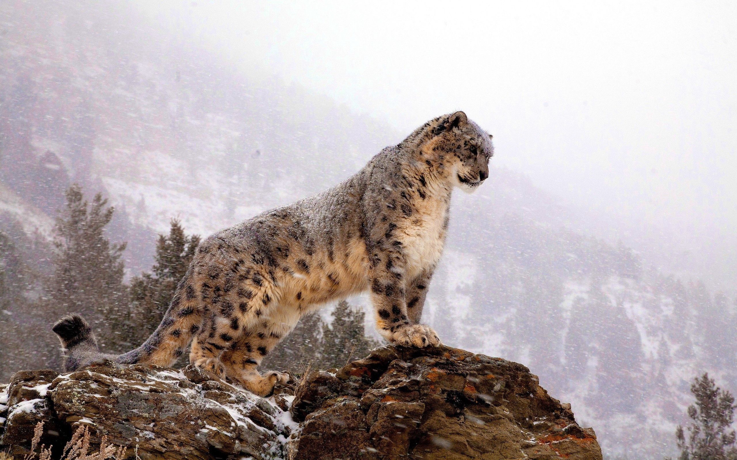 69760 télécharger l'image prédateur, sommet, snow leopard, fauve, animaux, retour au début, gros chat - fonds d'écran et économiseurs d'écran gratuits