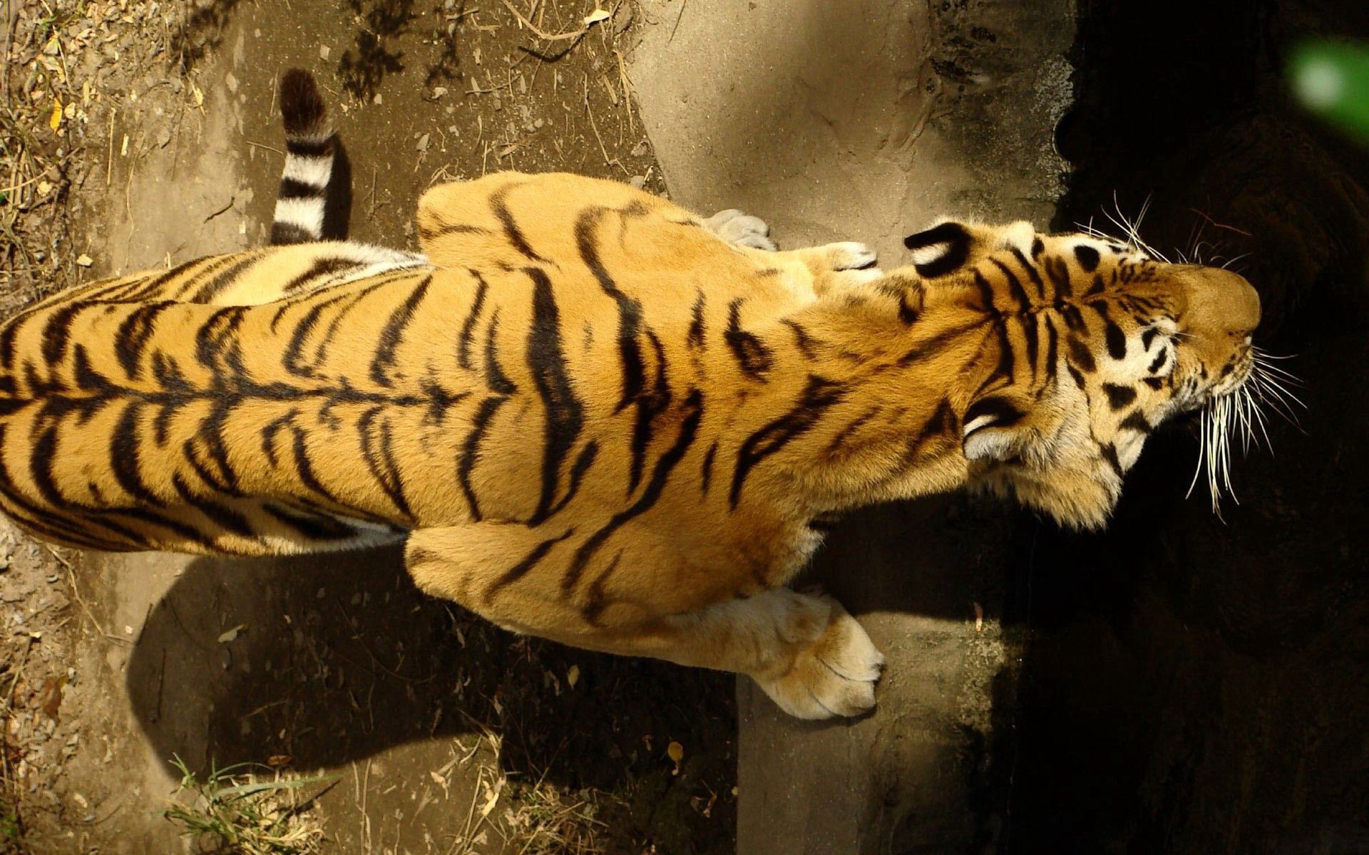 124180 скачать картинку тигр, животные, вода, полосы, охота, спина - обои и заставки бесплатно