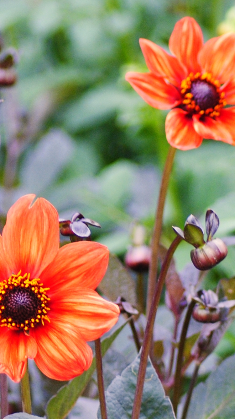 Descarga gratuita de fondo de pantalla para móvil de Naturaleza, Flores, Flor, Tierra/naturaleza, Flor Naranja.