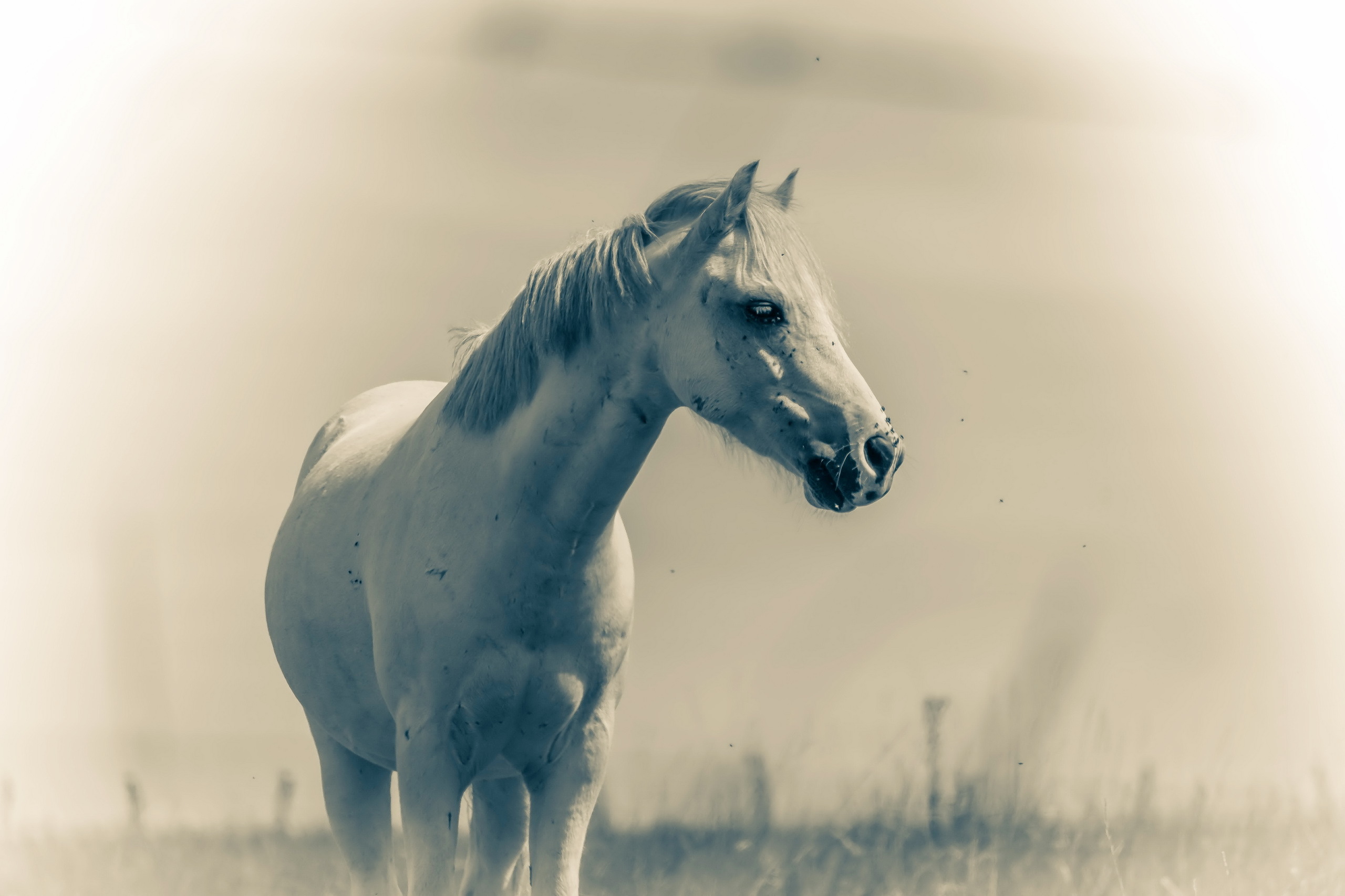 Handy-Wallpaper Tiere, Hauspferd kostenlos herunterladen.