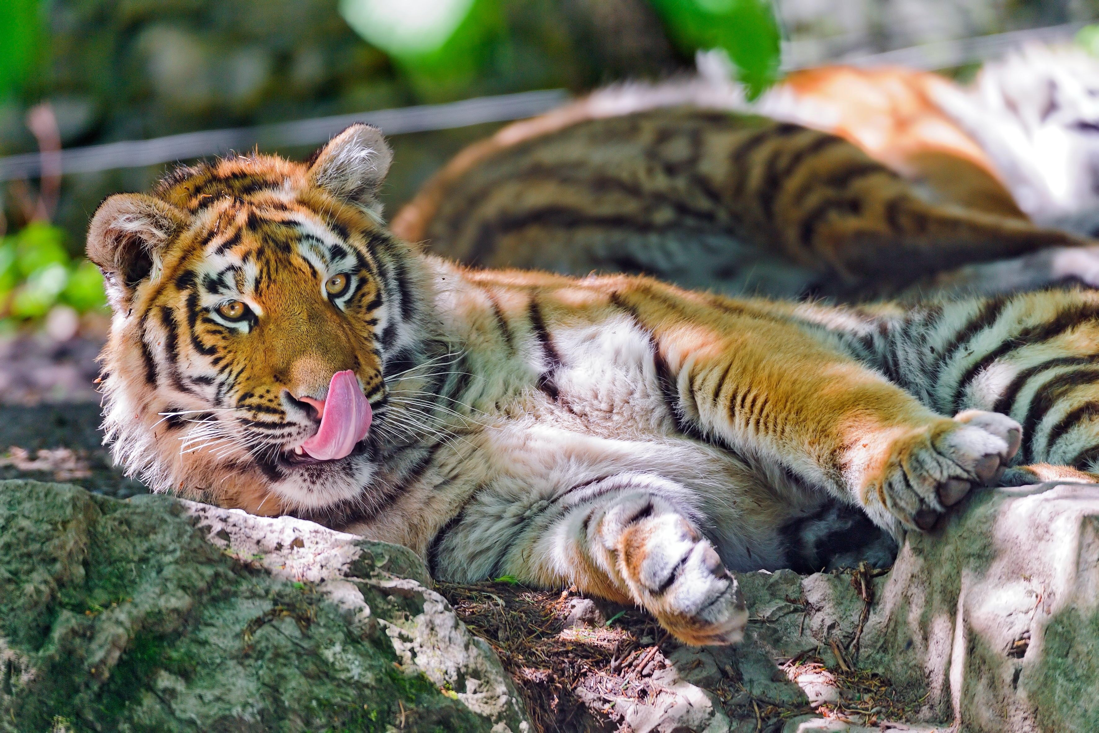 131098 скачать картинку тигр, животные, морда, хищник, язык, умываться - обои и заставки бесплатно