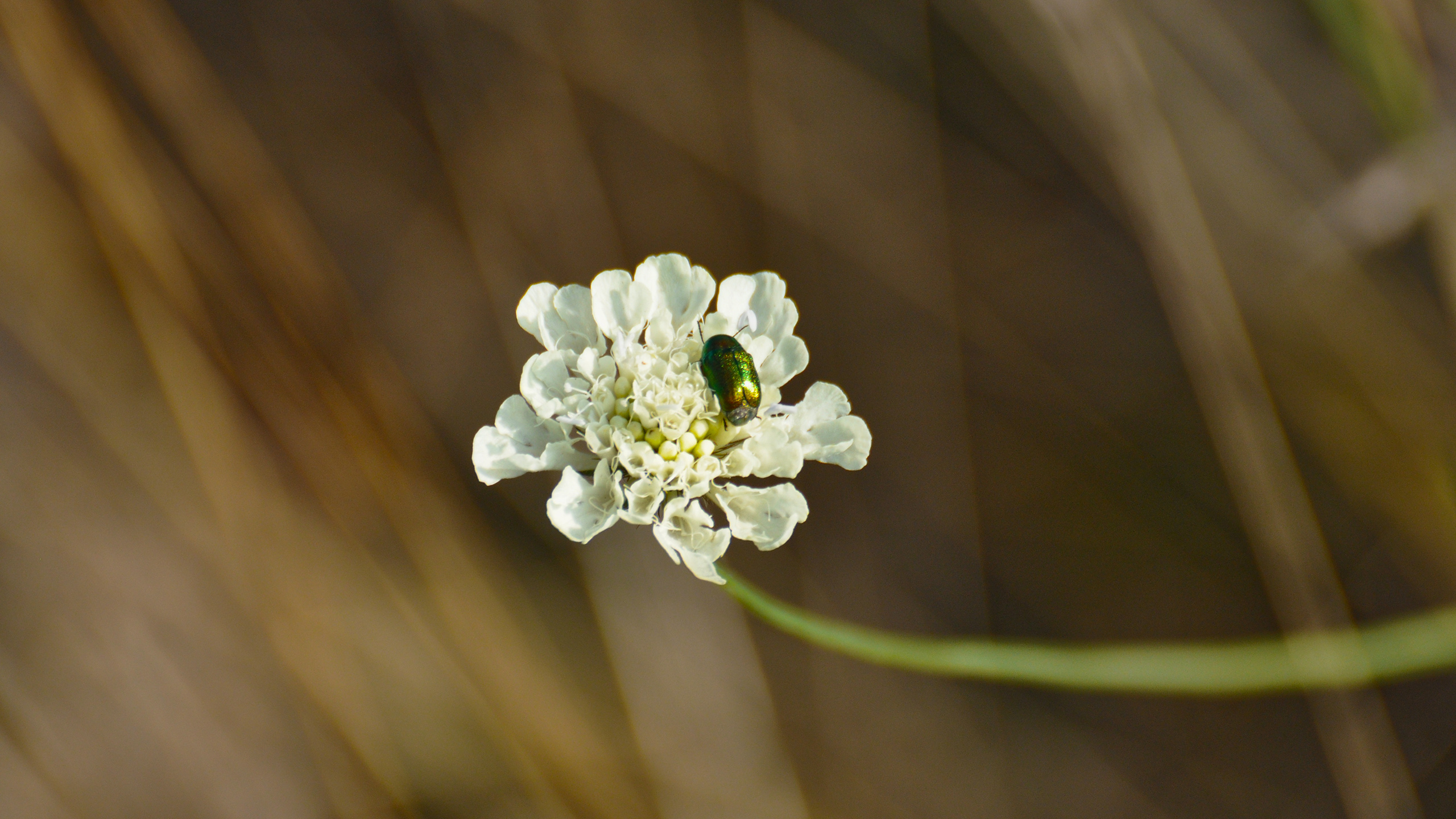 Descarga gratuita de fondo de pantalla para móvil de Flores, Flor, Tierra/naturaleza.