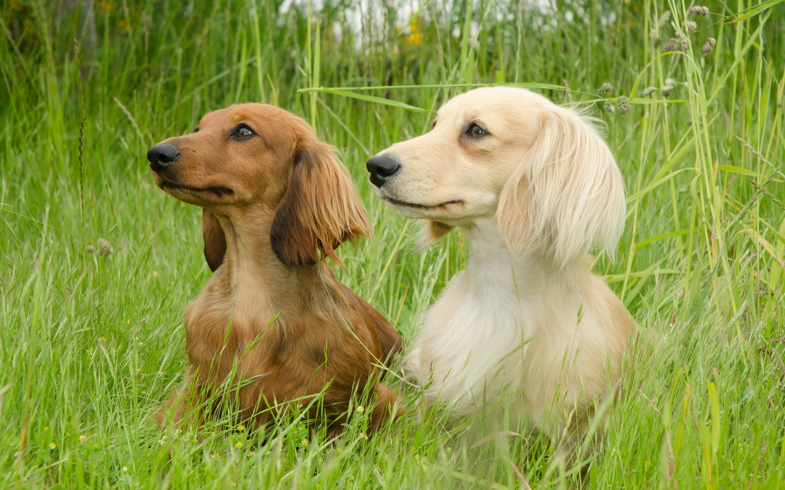 294990 baixar imagens animais, dachshund, cães - papéis de parede e protetores de tela gratuitamente