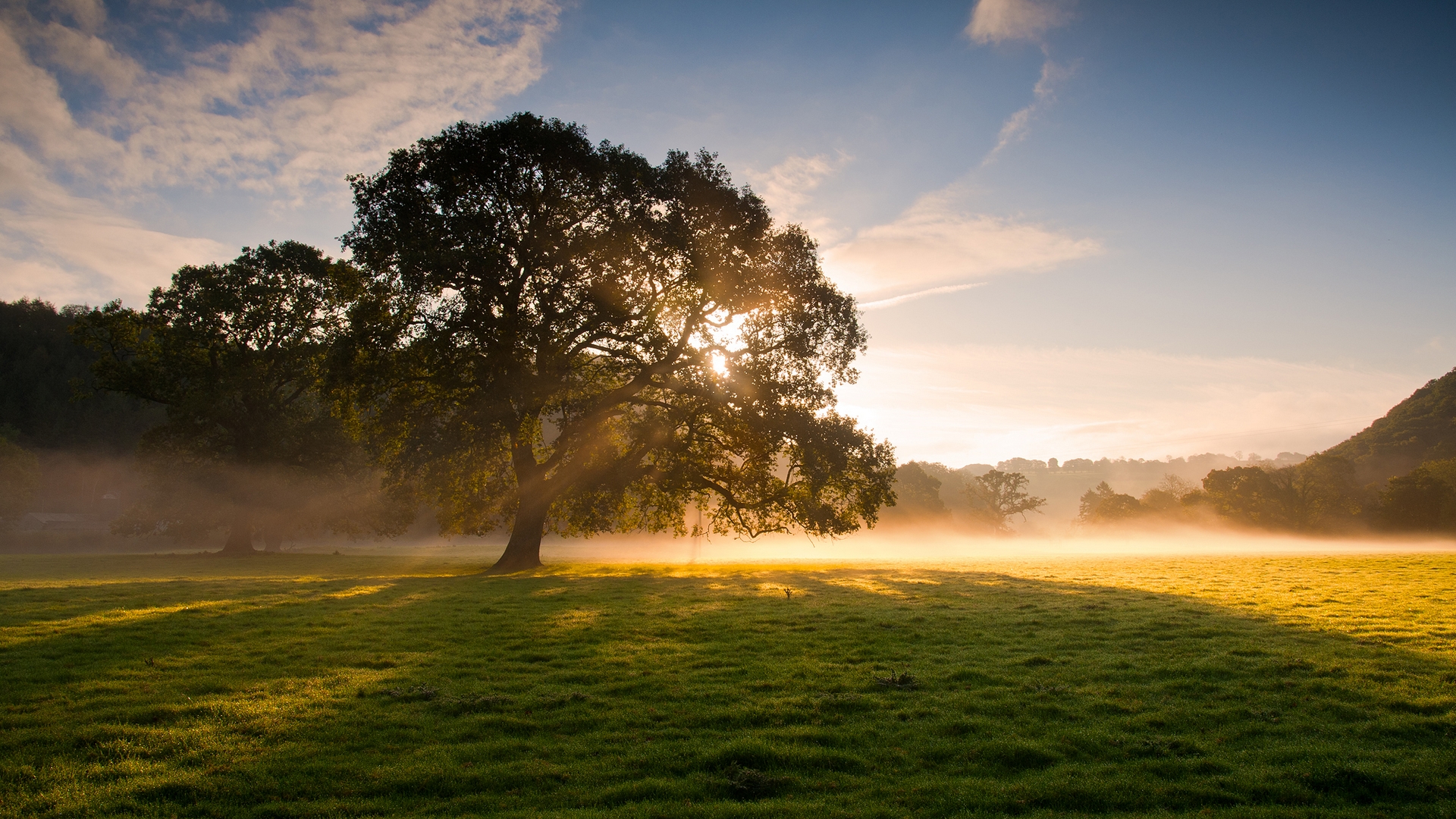 Free download wallpaper Tree, Earth, Sunbeam on your PC desktop