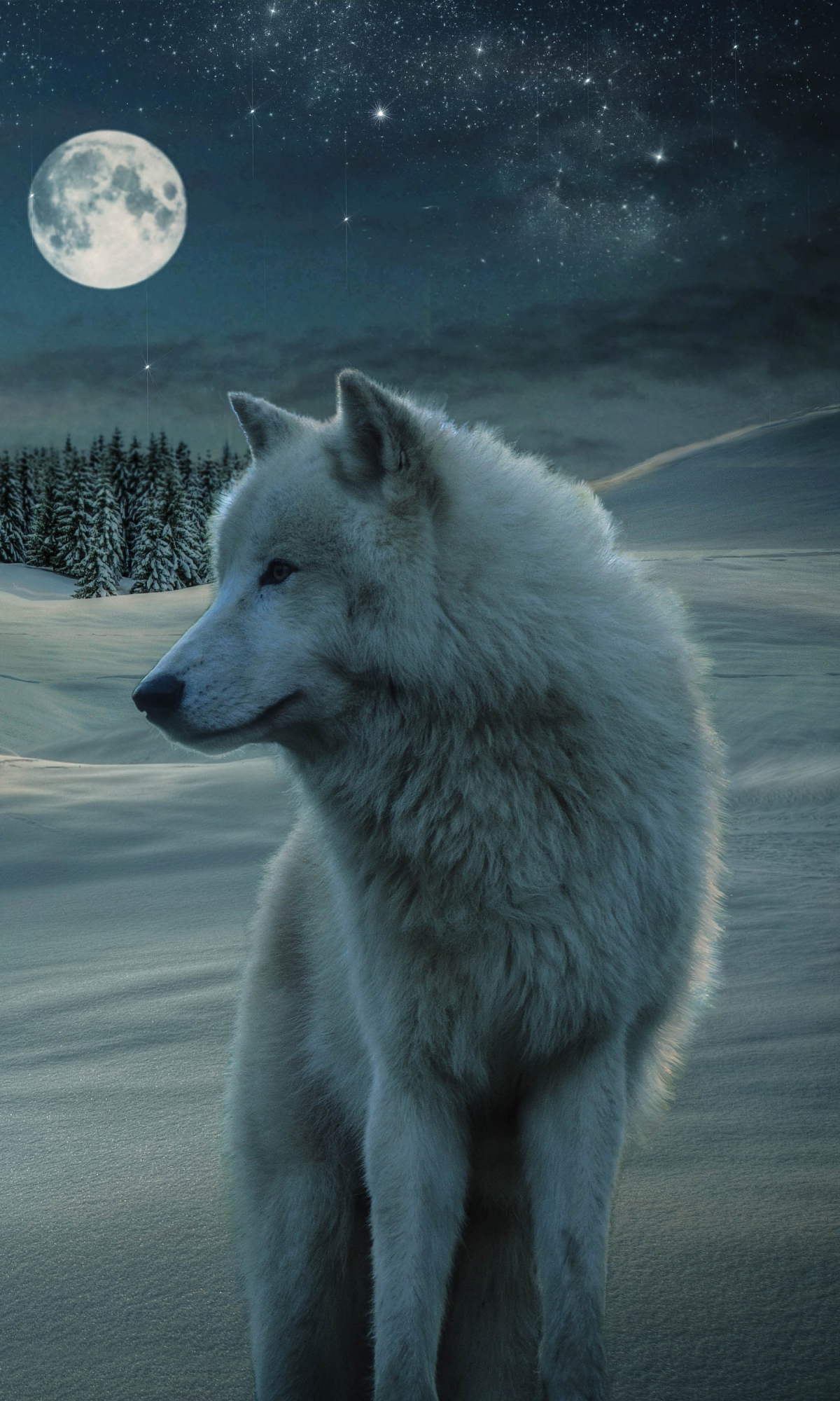 Download mobile wallpaper Winter, Night, Moon, Snow, Wolf, Animal, White Wolf, Wolves for free.