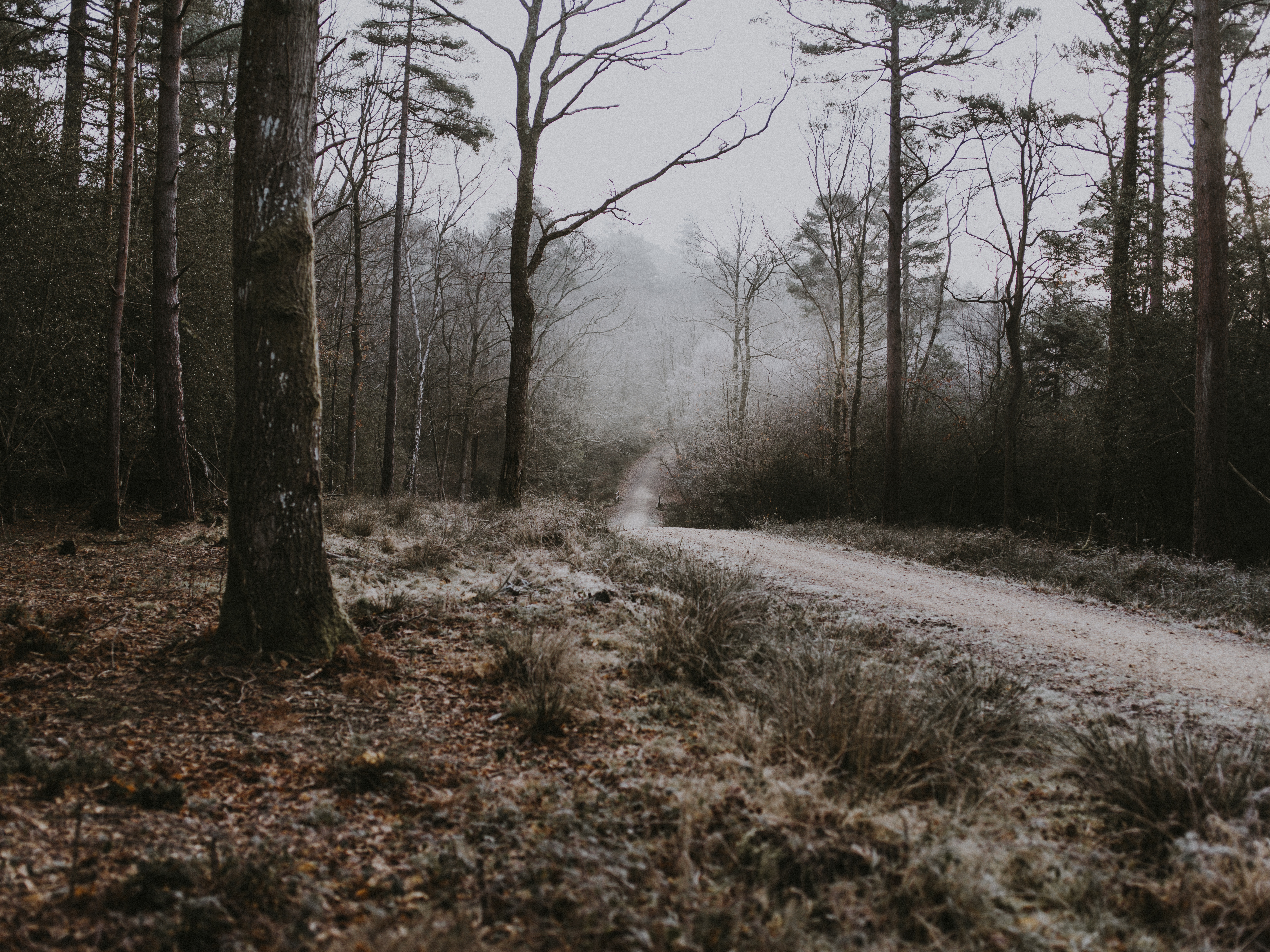 frost, nature, trees, autumn, forest, fog, path, hoarfrost for android