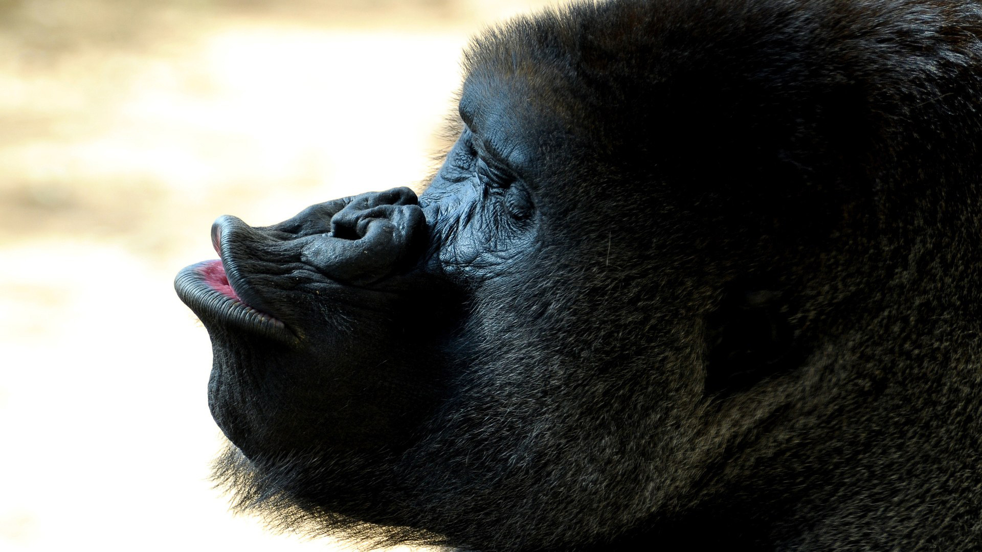 Full HD Wallpaper animal, gorilla