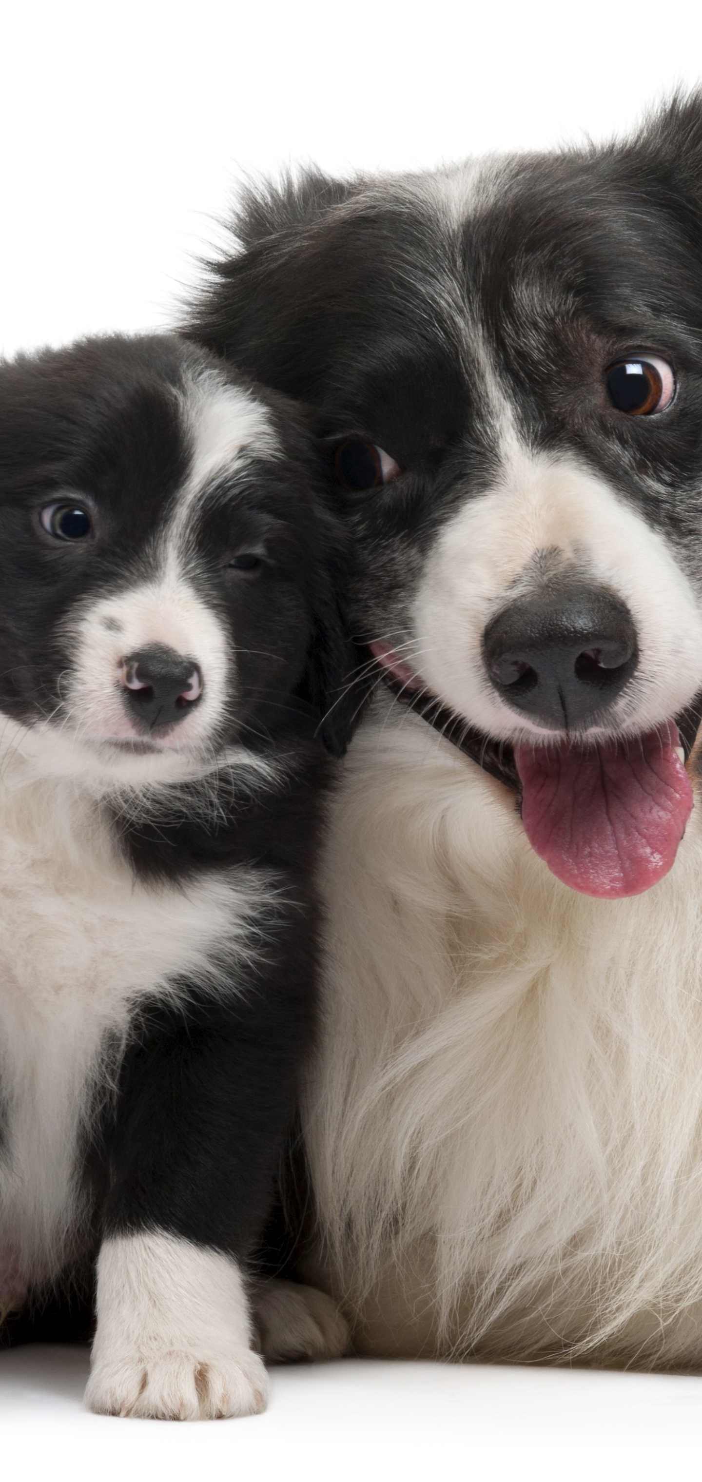 Baixe gratuitamente a imagem Animais, Cães, Cão, Cachorro, Border Collie, Filhote na área de trabalho do seu PC