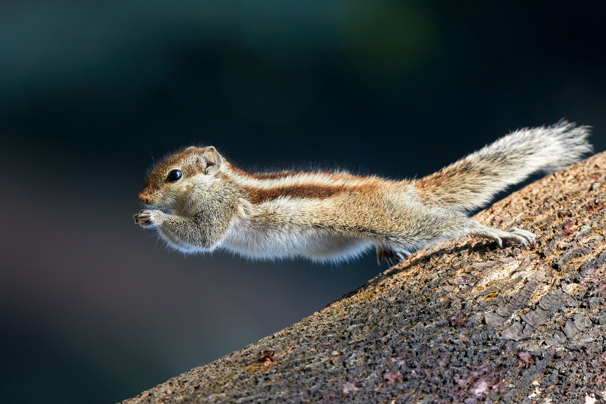 Free download wallpaper Squirrel, Animal, Jump, Rodent on your PC desktop