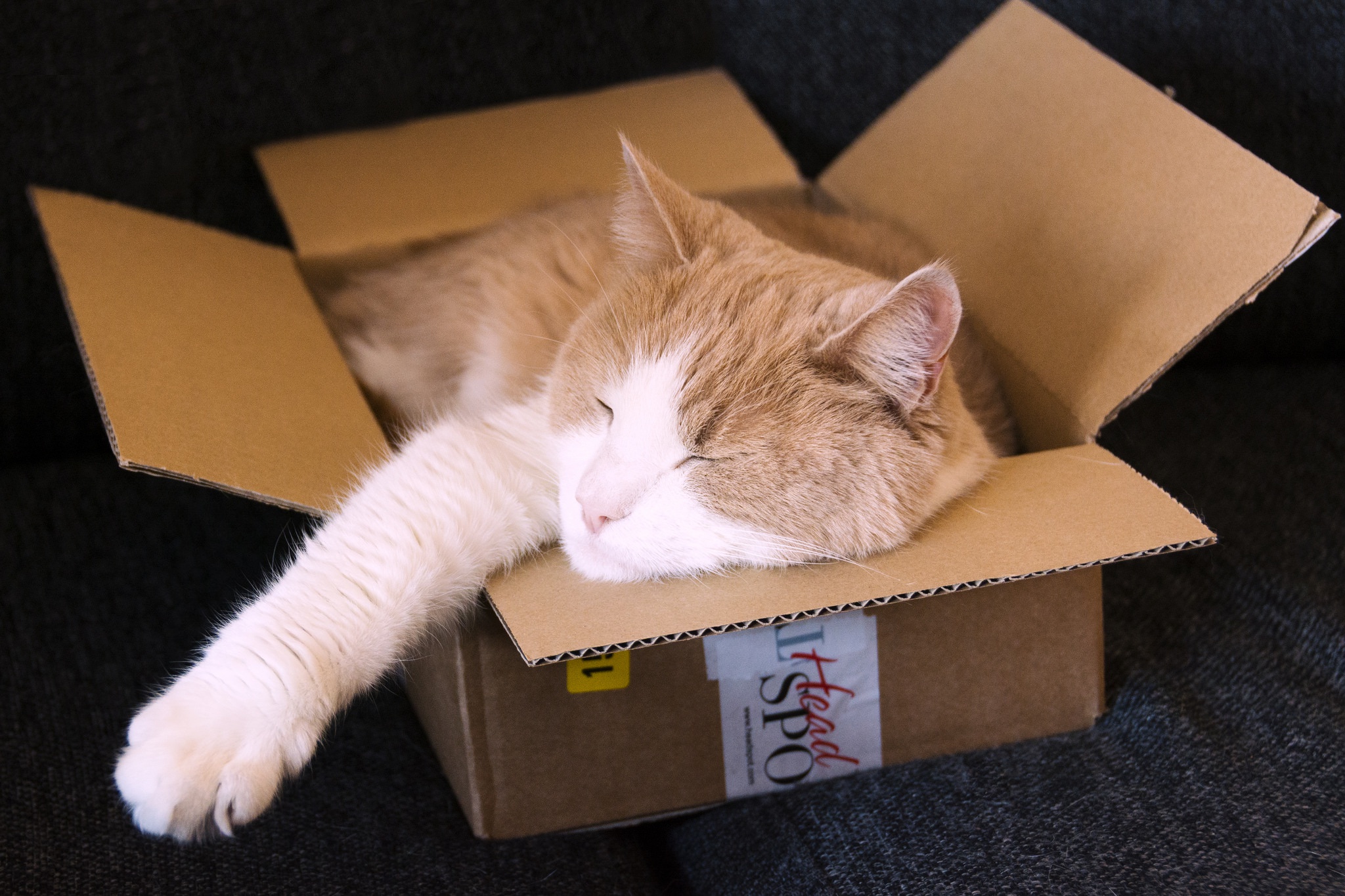 animal, cat, box, sleeping, cats