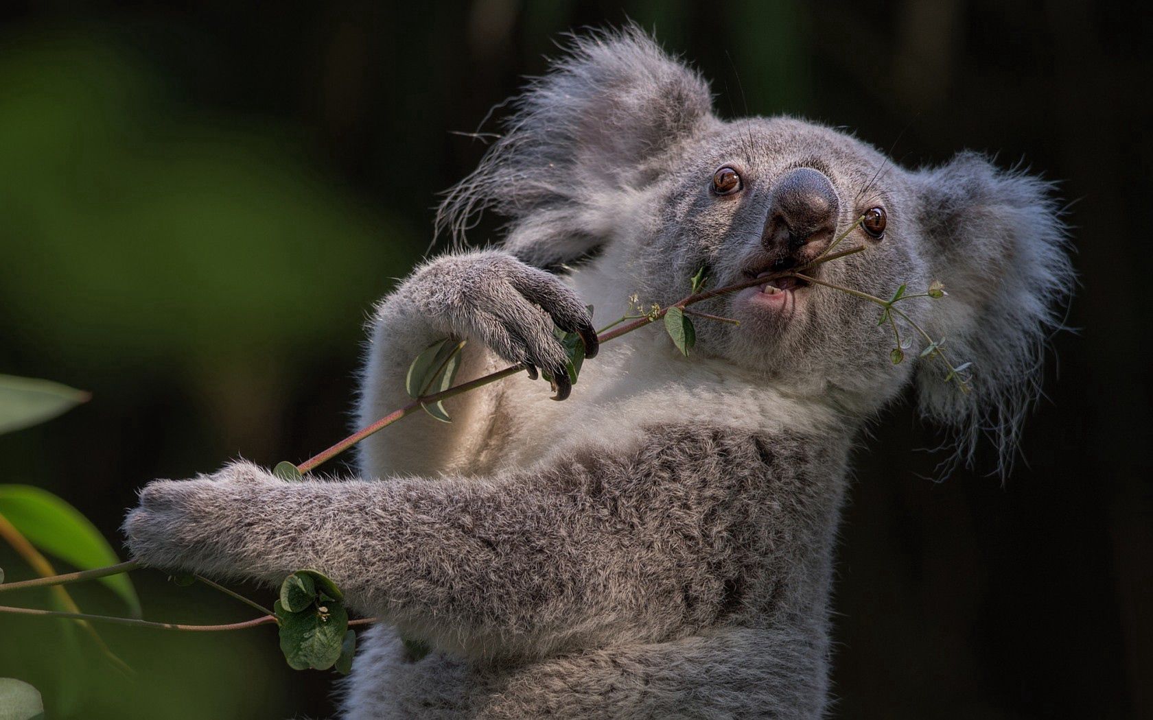 Download mobile wallpaper Koala, Animals, Animal, Branch for free.