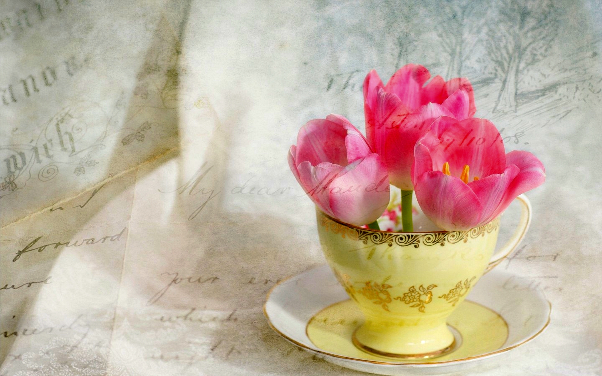 Free download wallpaper Still Life, Cup, Vintage, Tulip, Photography, Pink Flower on your PC desktop