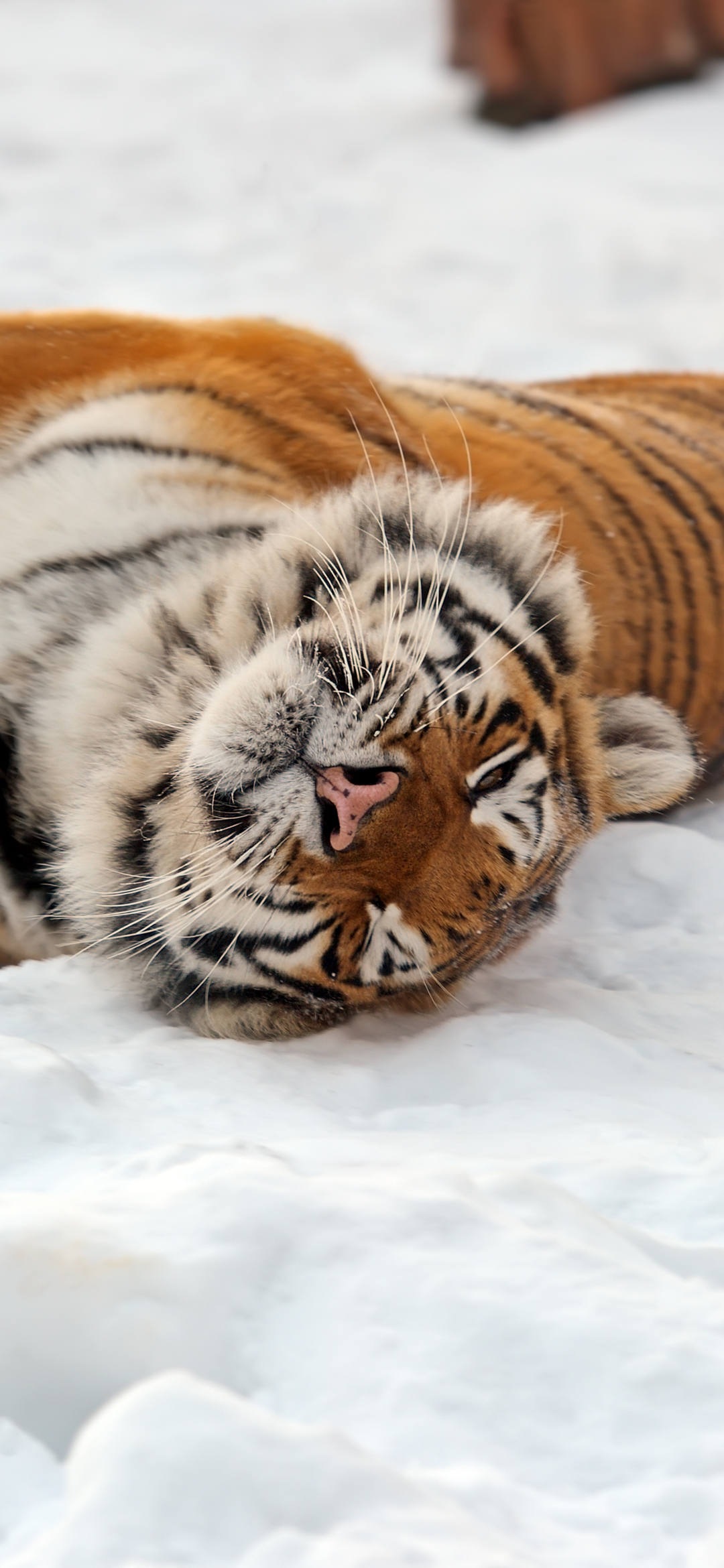 1164449 Hintergrundbild herunterladen tiere, tiger, schnee, amur tiger, katzen - Bildschirmschoner und Bilder kostenlos