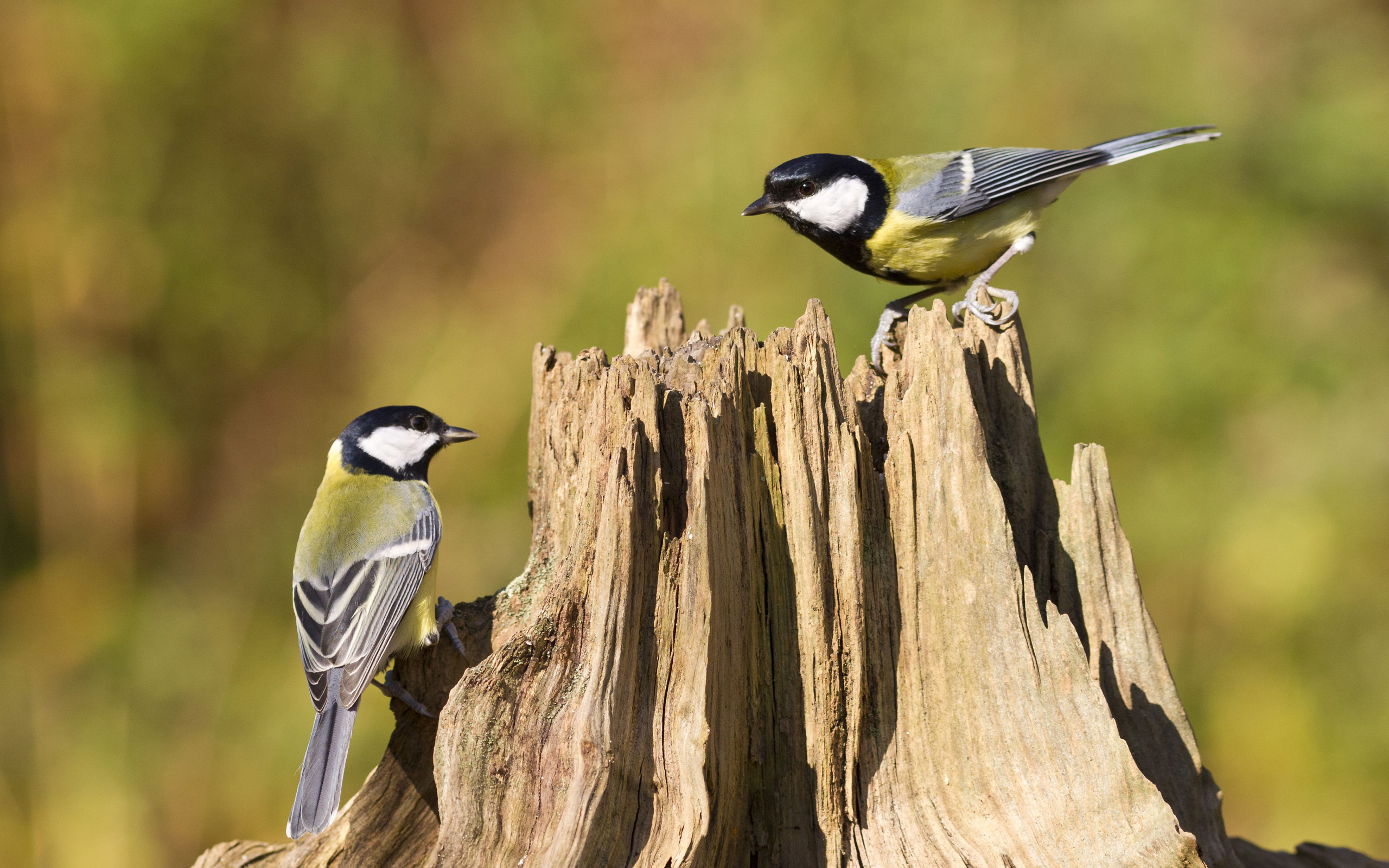 Téléchargez des papiers peints mobile Animaux, Oiseau, Des Oiseaux gratuitement.