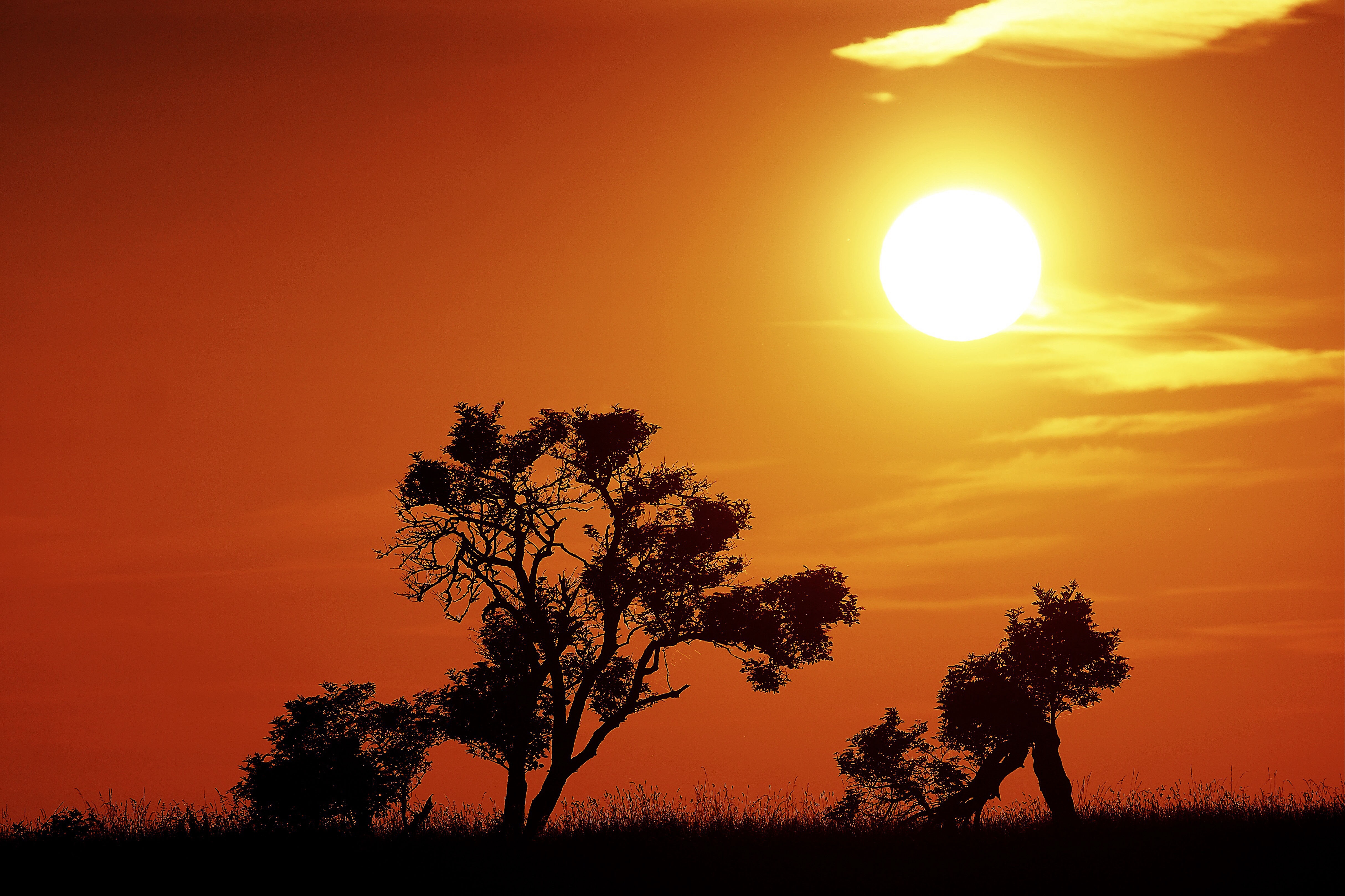 Download mobile wallpaper Nature, Sun, Tree, Sunrise, Earth, Orange (Color) for free.