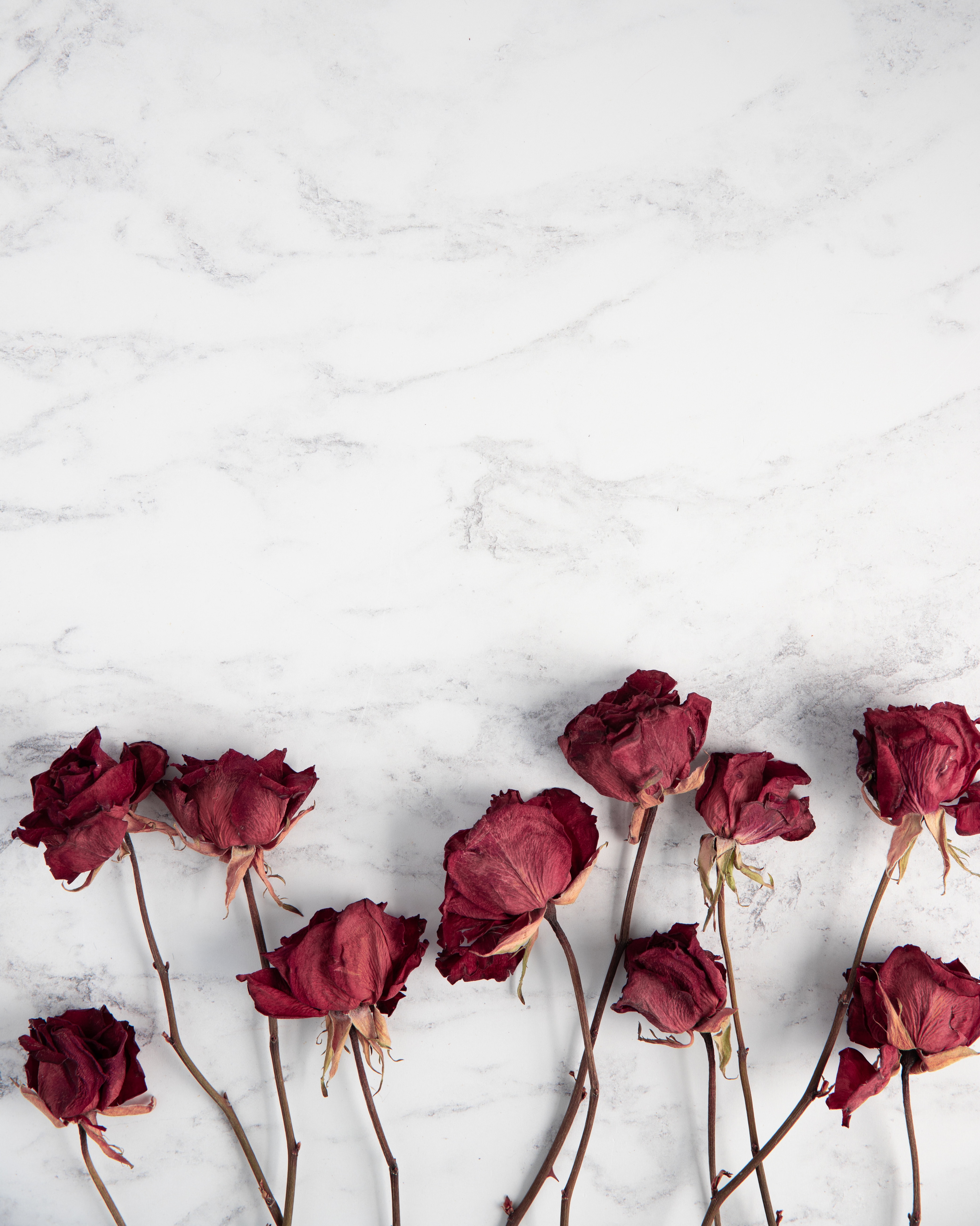 Download mobile wallpaper Dry, Flowers, Roses for free.