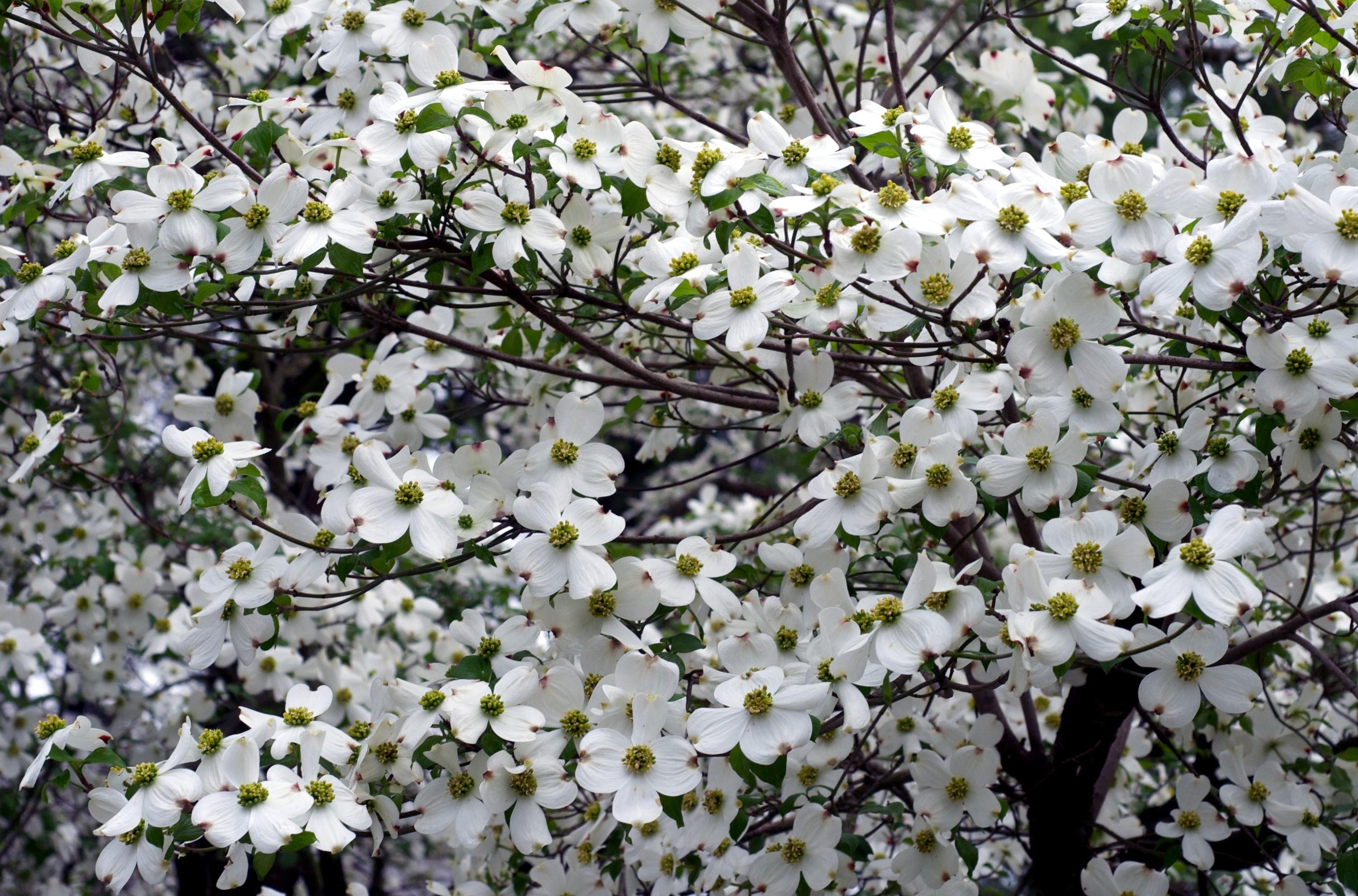 Baixar papel de parede para celular de Flores, Flor, Floração, Dogwood, Flor Branca, Terra/natureza gratuito.