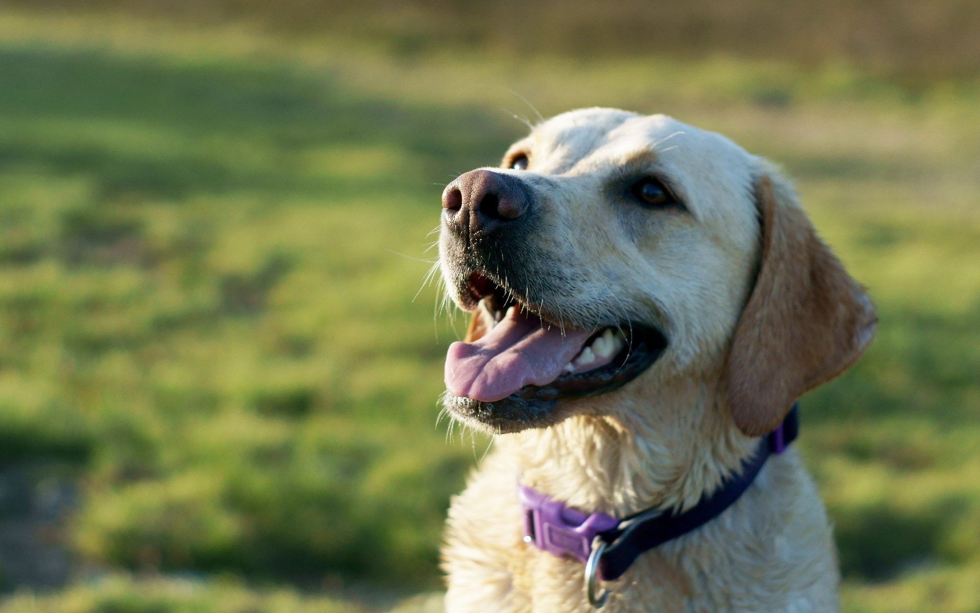 Handy-Wallpaper Labrador Retriever, Hunde, Hund, Tiere kostenlos herunterladen.
