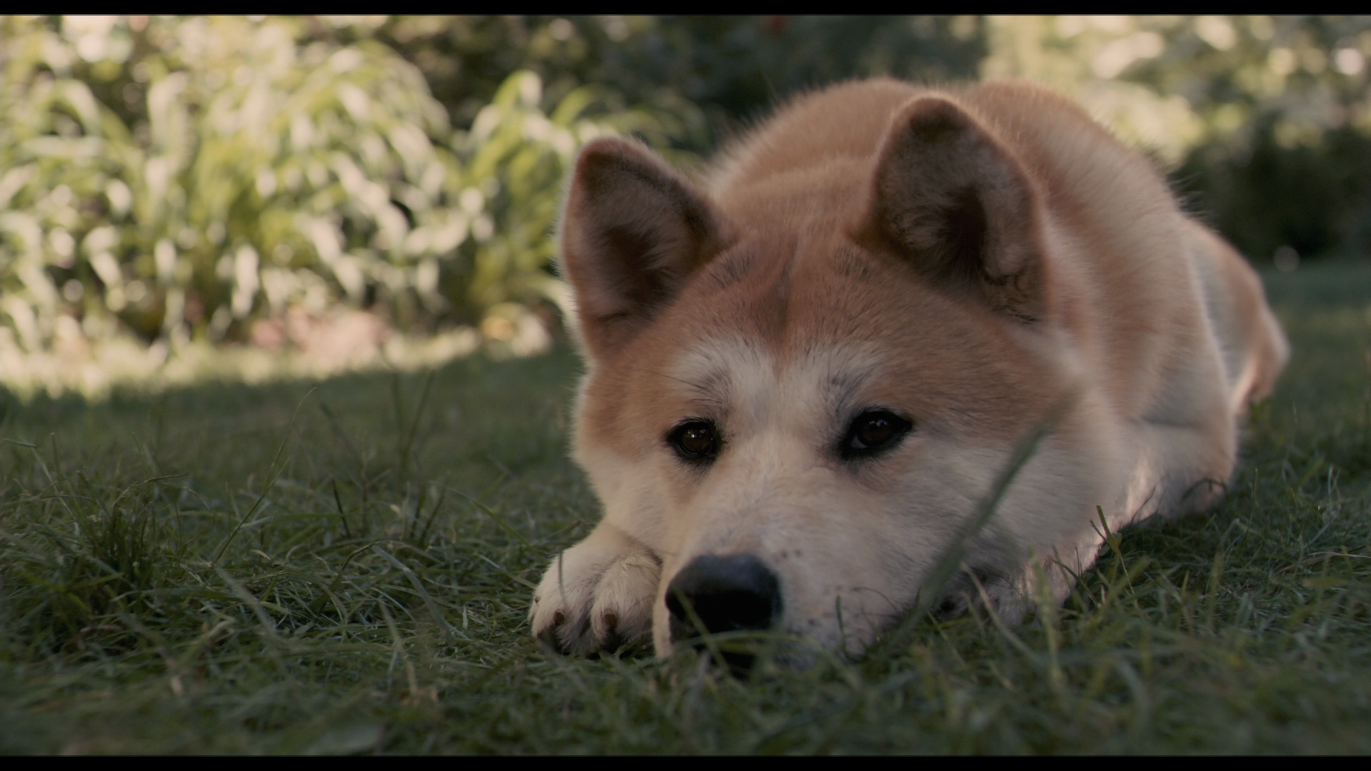movie, hachi: a dog's tale Free Stock Photo