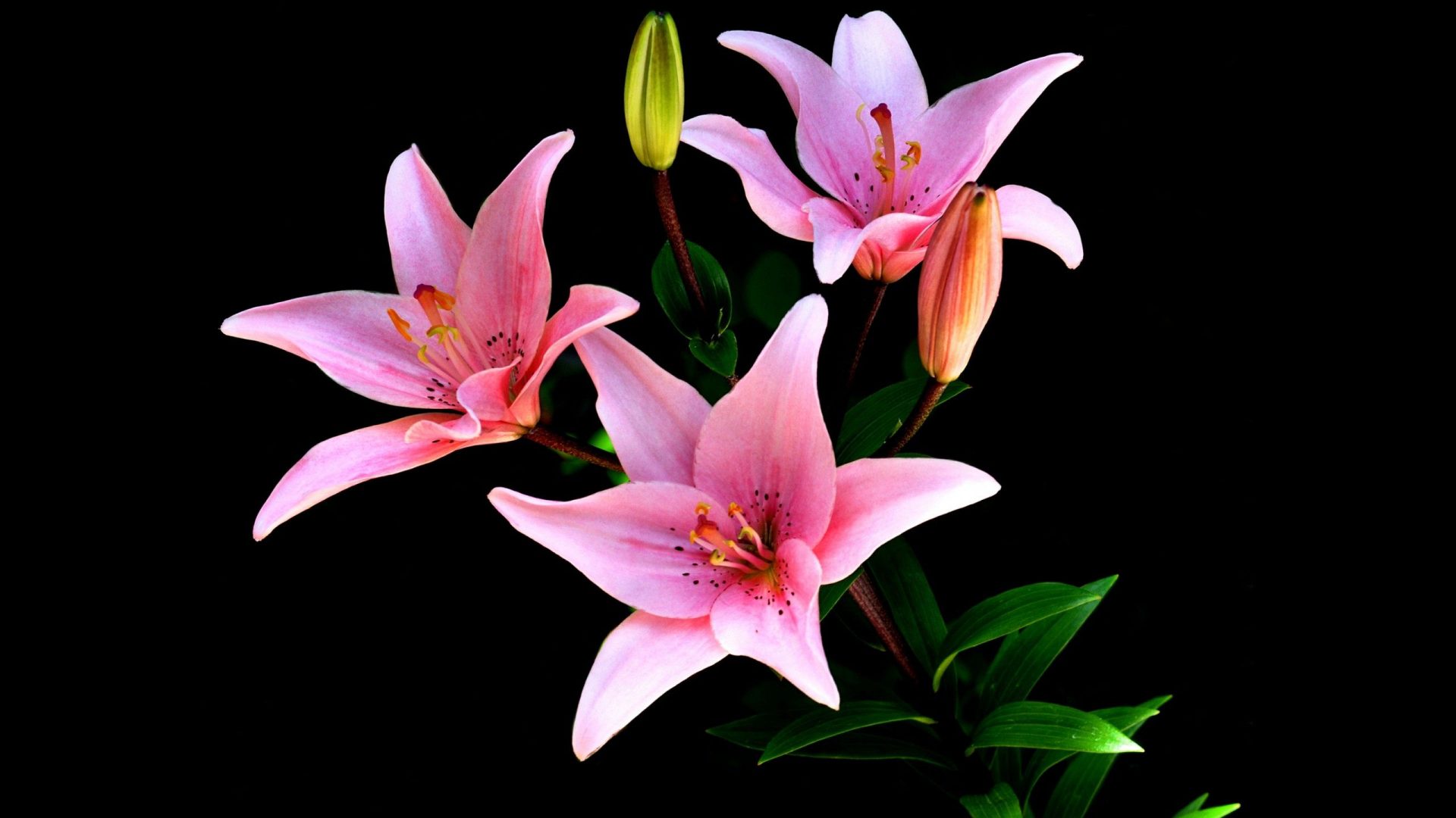 Descarga gratuita de fondo de pantalla para móvil de Flores, Flor, Flor Rosa, De Cerca, Lirio, Tierra/naturaleza.