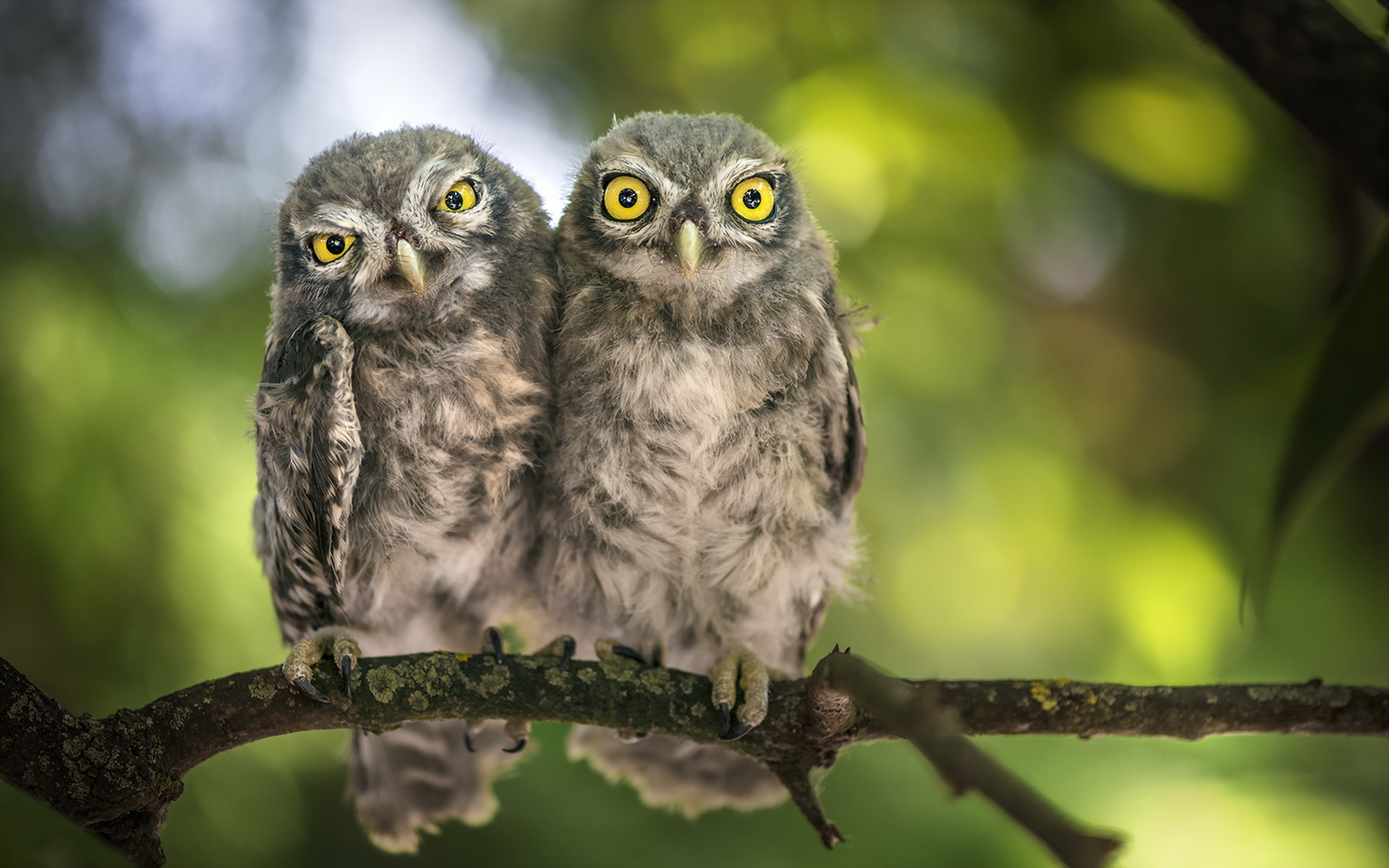 Free download wallpaper Birds, Owl, Bird, Close Up, Branch, Animal on your PC desktop
