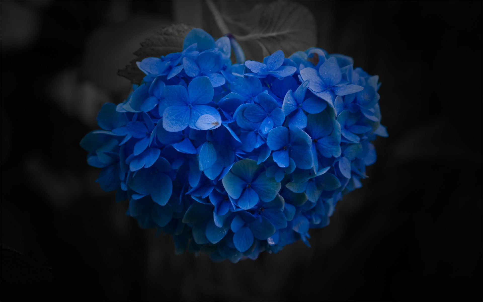 無料モバイル壁紙花, 花びら, 閉じる, クローズ アップ, 青い, フラワーズをダウンロードします。