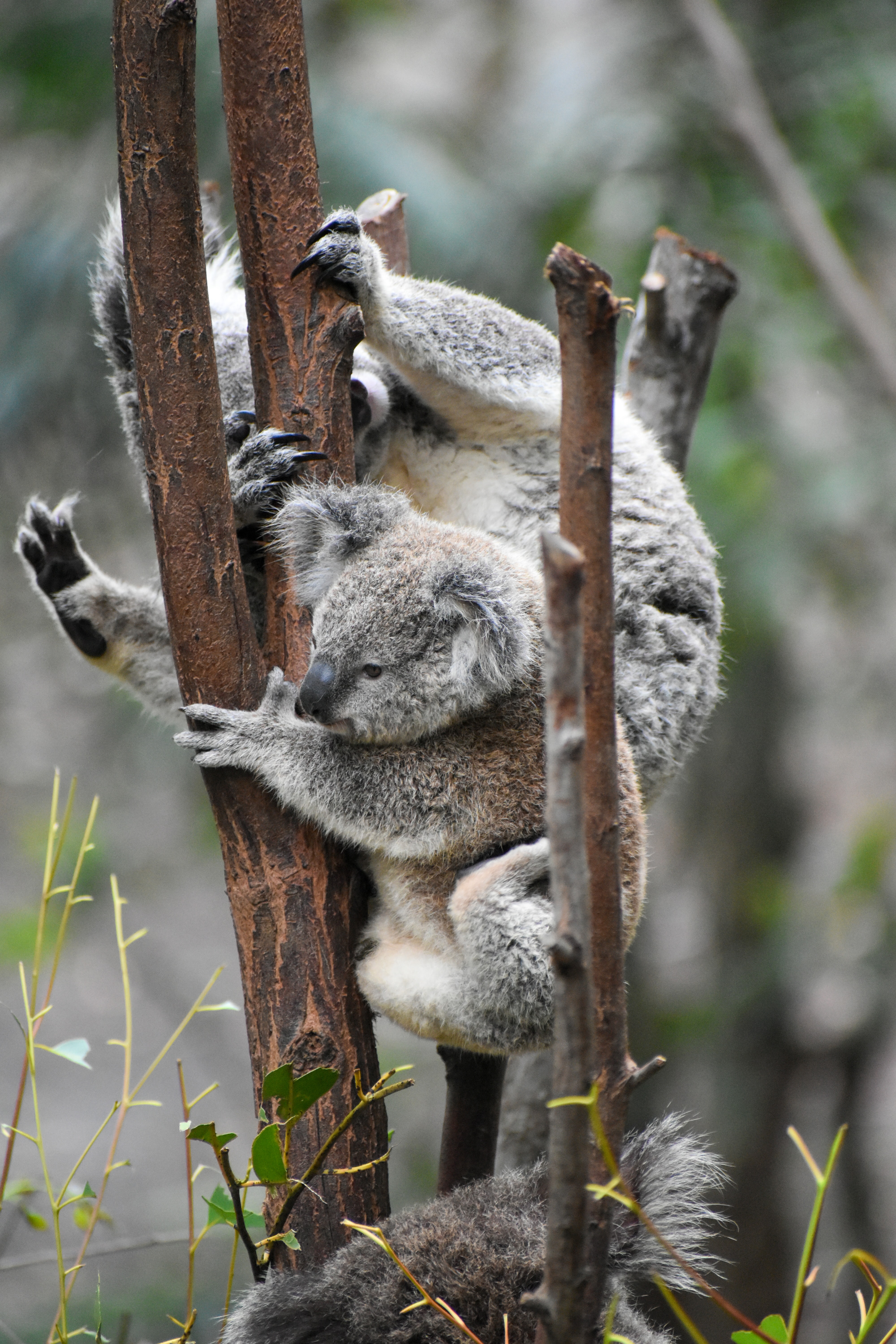 56316 descargar fondo de pantalla animales, koalas, madera, árbol, sucursales, ramas, gracioso, coala, koala: protectores de pantalla e imágenes gratis