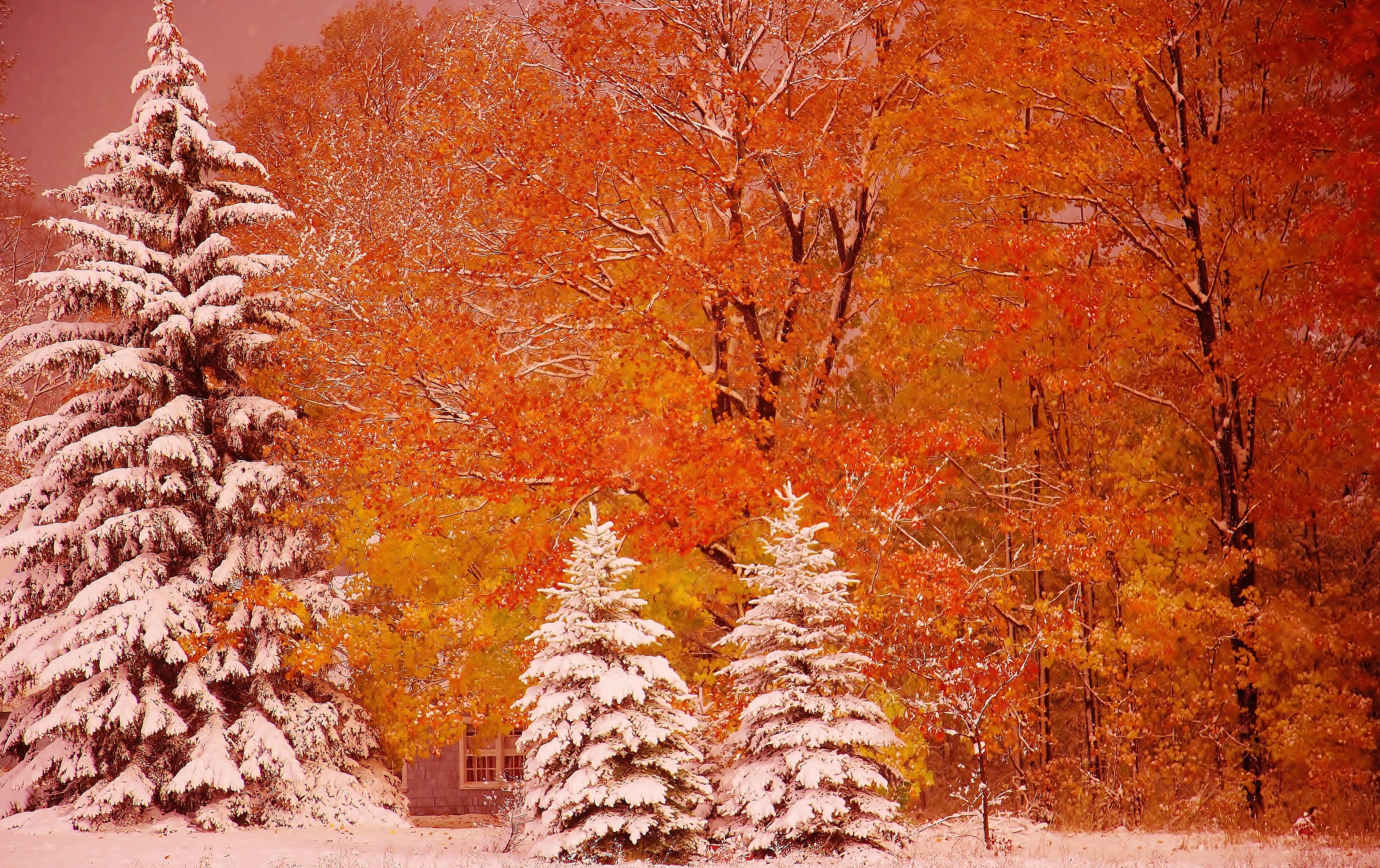 PCデスクトップに木, 秋, 雪, 森, 地球, 写真撮影画像を無料でダウンロード