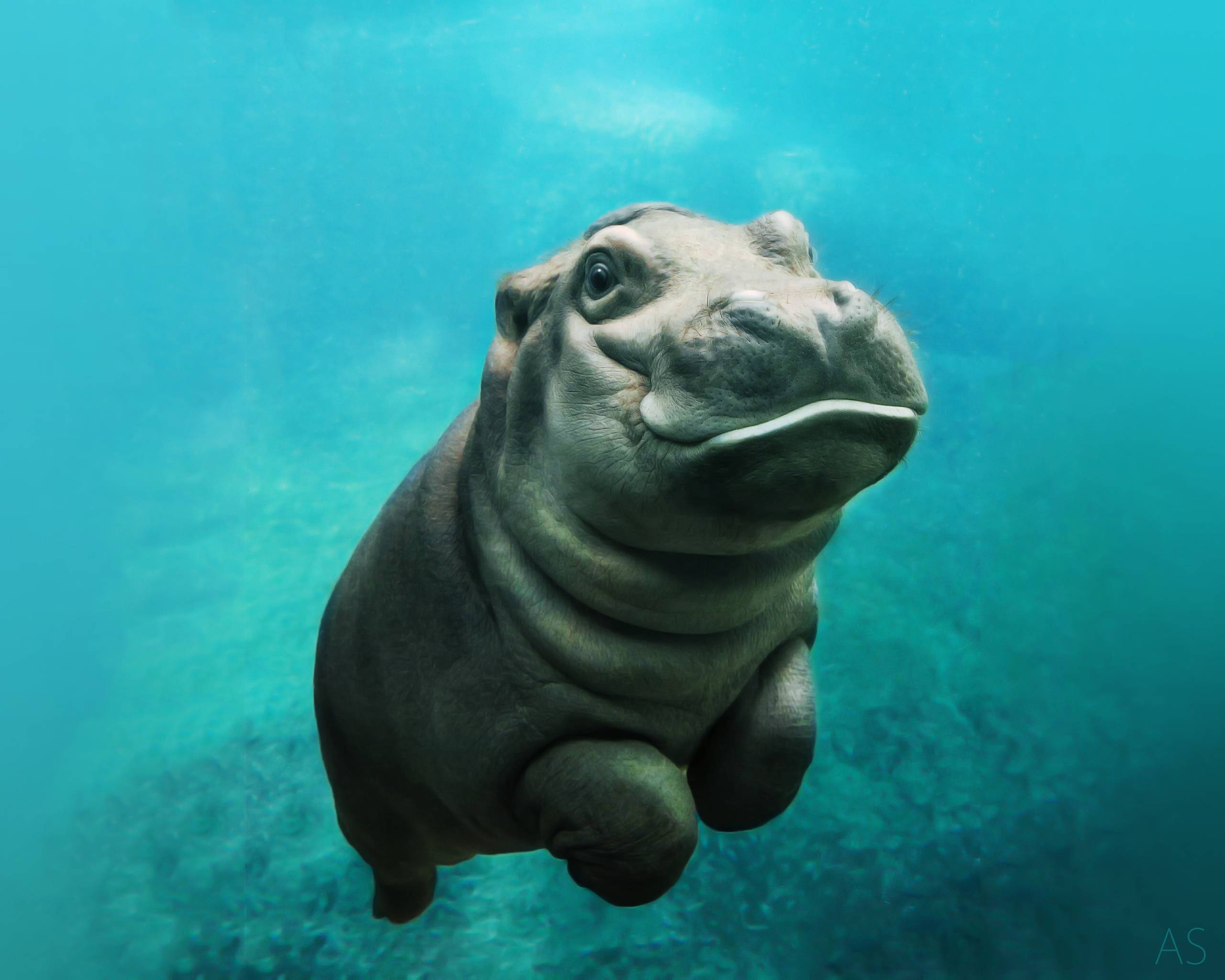 Descarga gratuita de fondo de pantalla para móvil de Animales, Hipopótamo.