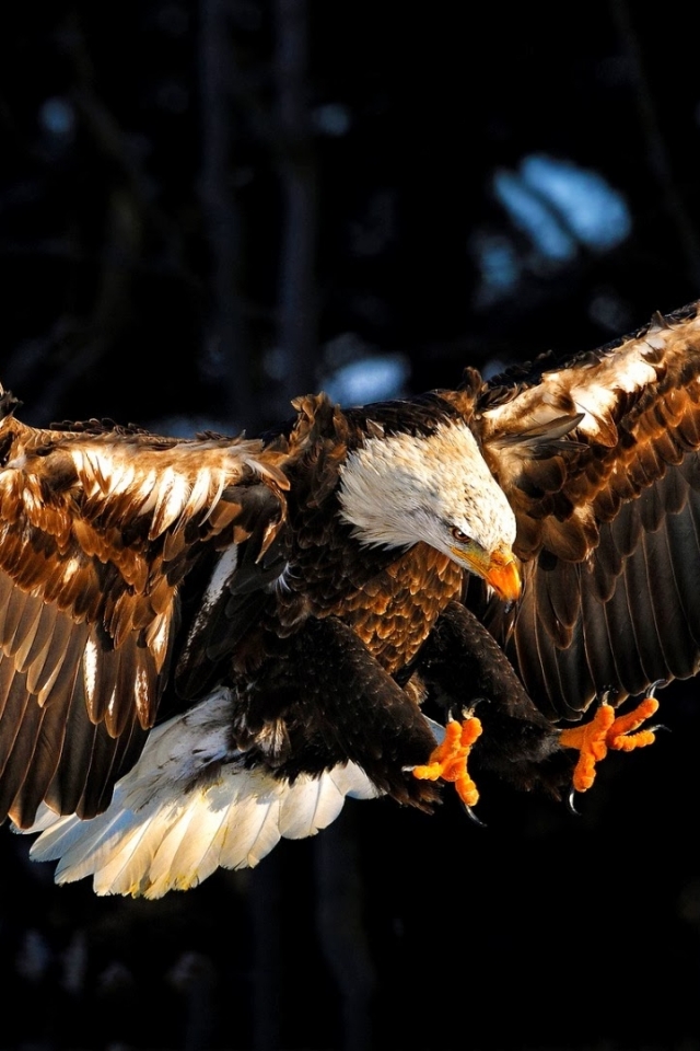 無料モバイル壁紙動物, 鳥, 鷲, 爪, 白頭ワシ, 飛行をダウンロードします。