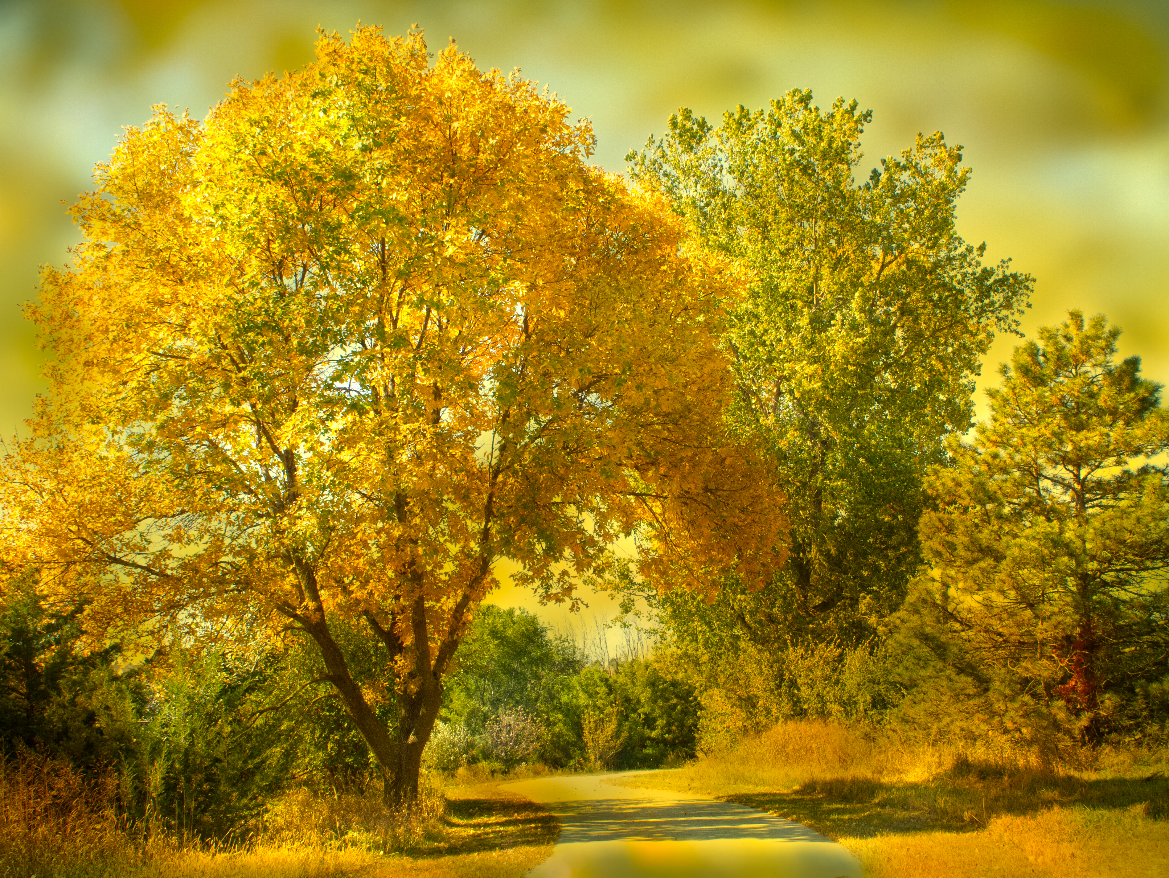 Скачать обои бесплатно Осень, Дорога, Дерево, Жёлтый, Сделано Человеком картинка на рабочий стол ПК