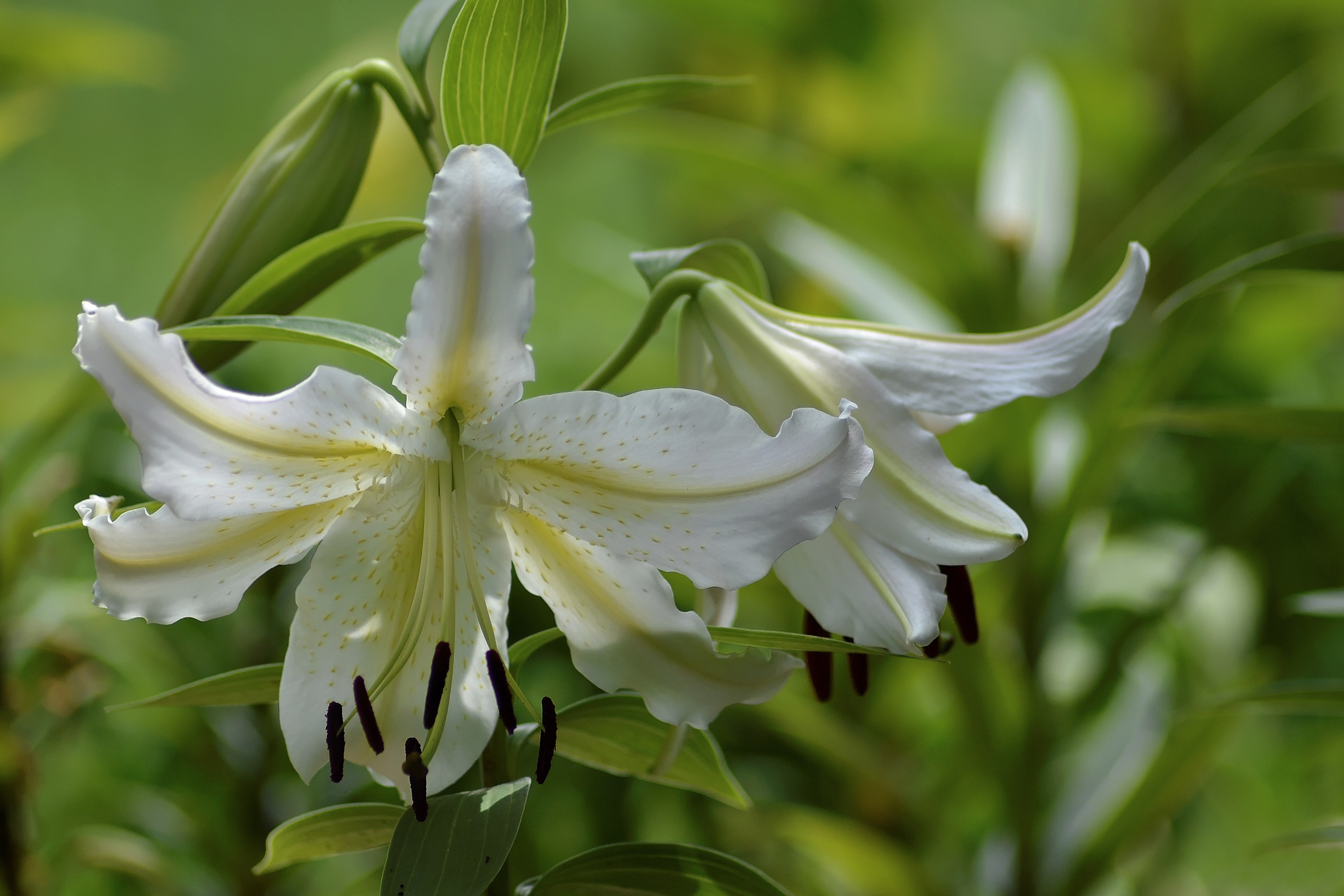 Descarga gratis la imagen Flores, Lirio, Pétalo, Flor Blanca, Tierra/naturaleza en el escritorio de tu PC