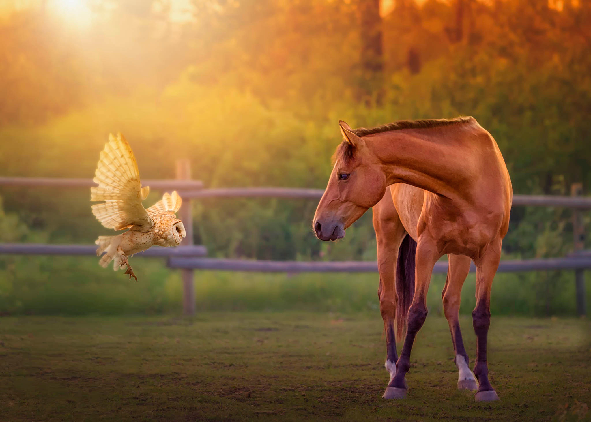 Handy-Wallpaper Tiere, Eule, Vogel, Süß, Hauspferd kostenlos herunterladen.