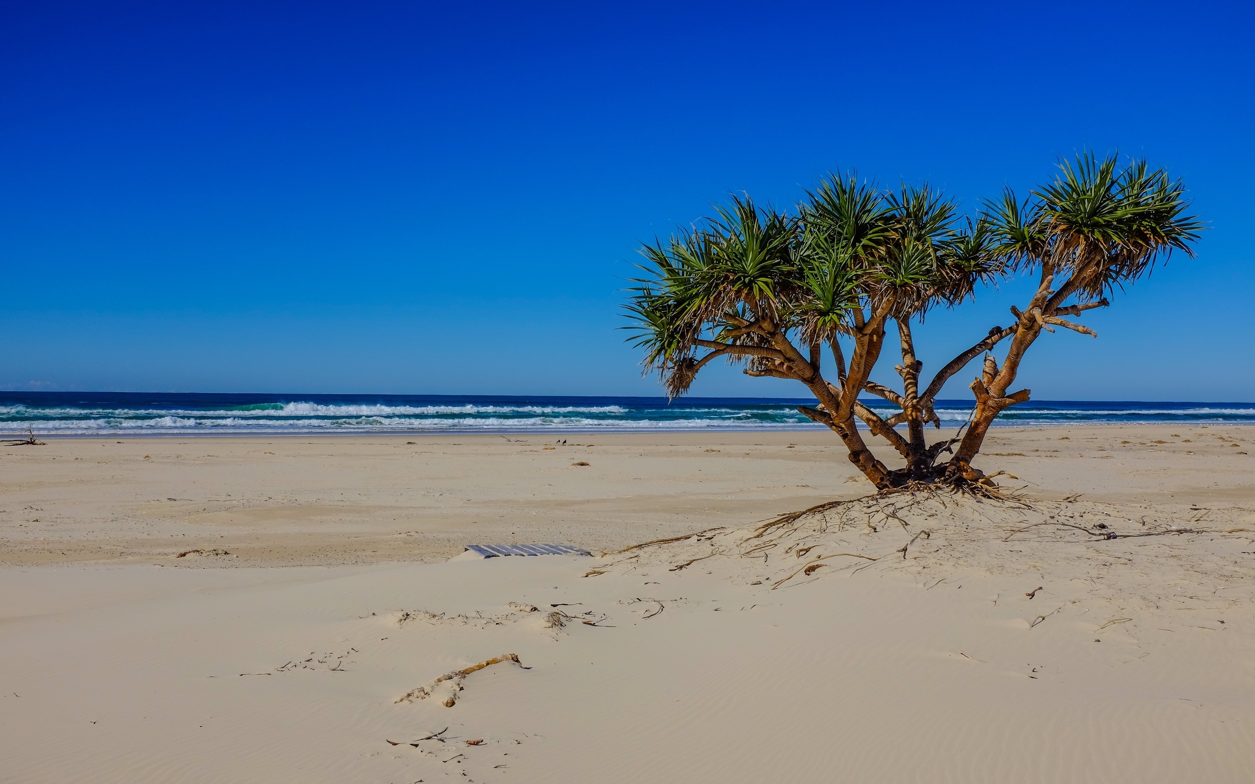 Скачать картинку Природа, Пляж, Песок, Дерево, Океан, Волна, Земля/природа в телефон бесплатно.