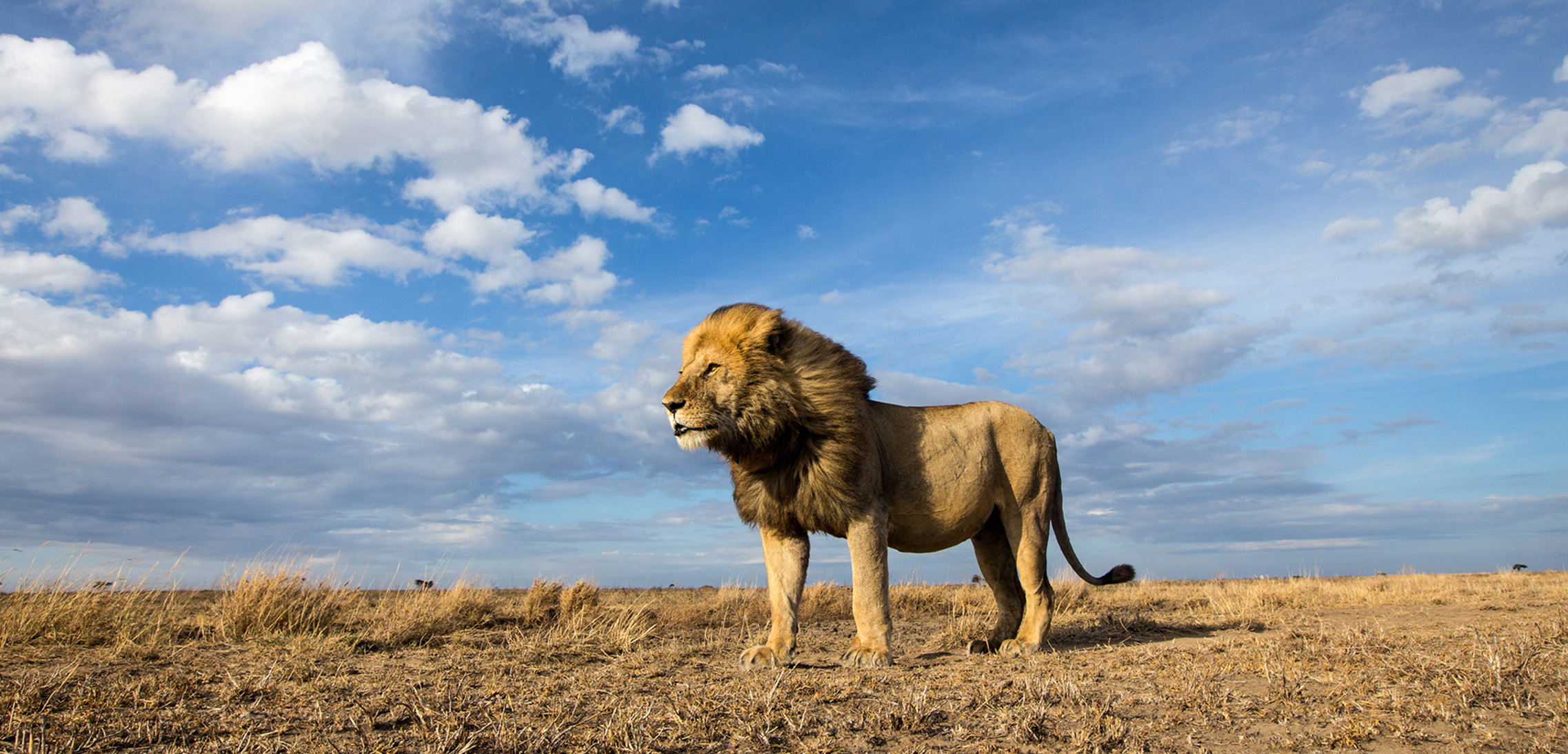 Téléchargez des papiers peints mobile Animaux, Chats, Lion, Nuage gratuitement.