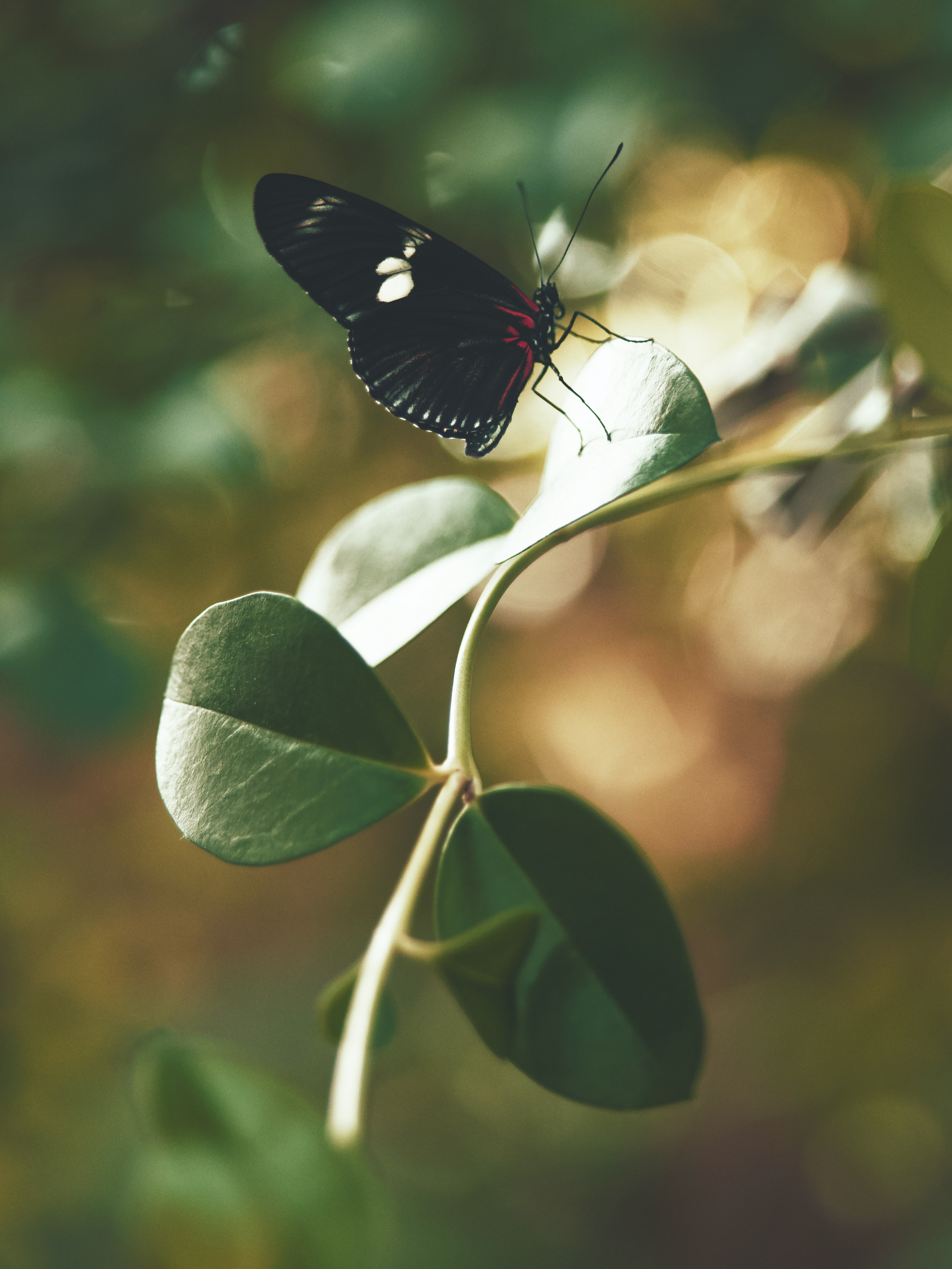 butterfly, stalk, leaves, macro, insect, stem download HD wallpaper