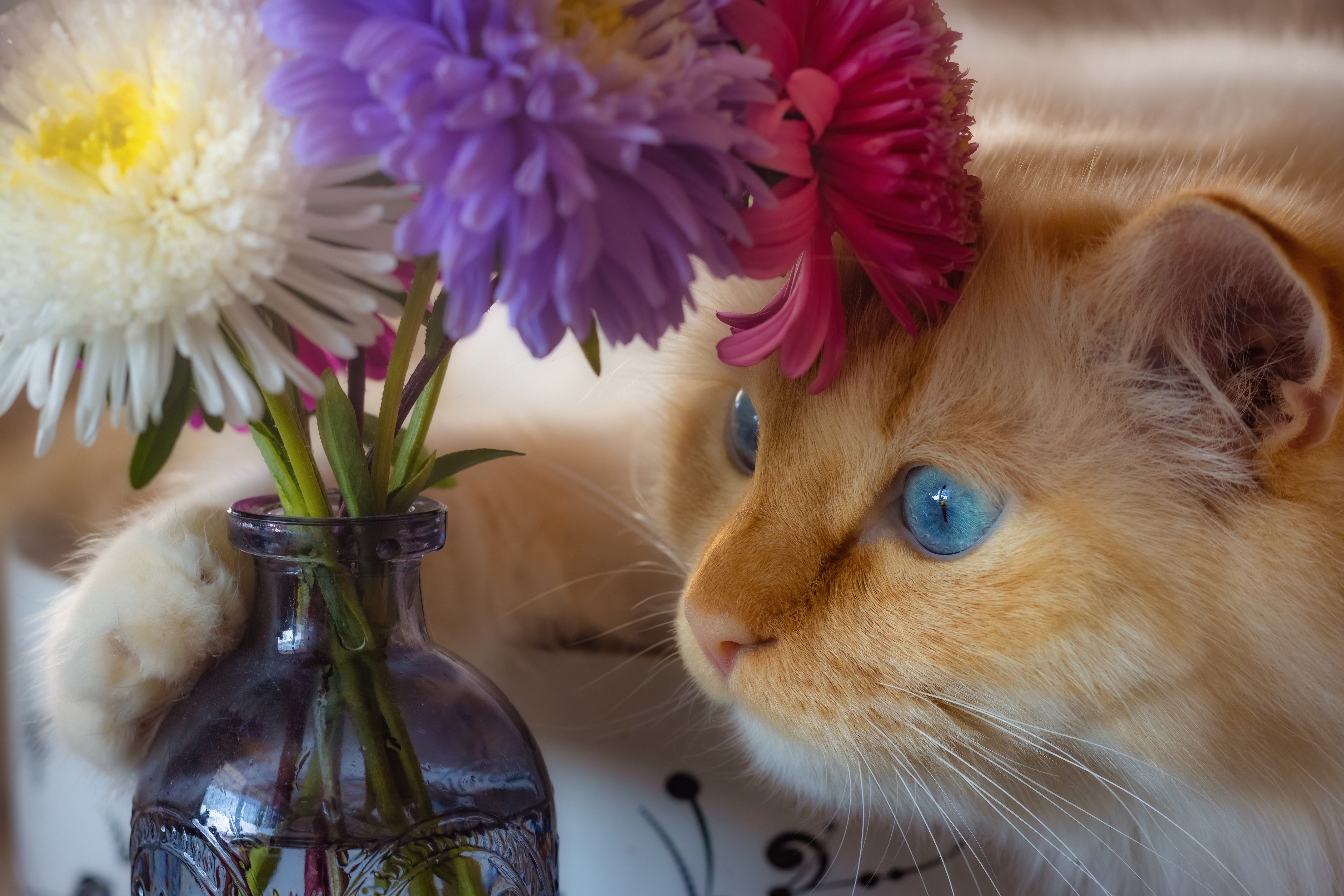 Baixe gratuitamente a imagem Animais, Gatos, Gato na área de trabalho do seu PC