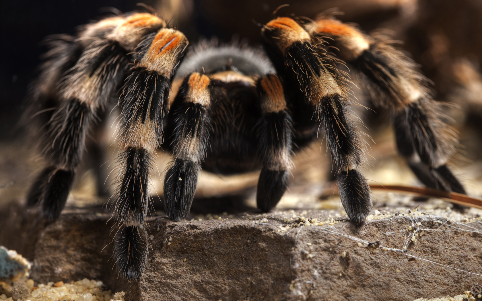 301328 descargar fondo de pantalla animales, tarántula, arañas: protectores de pantalla e imágenes gratis