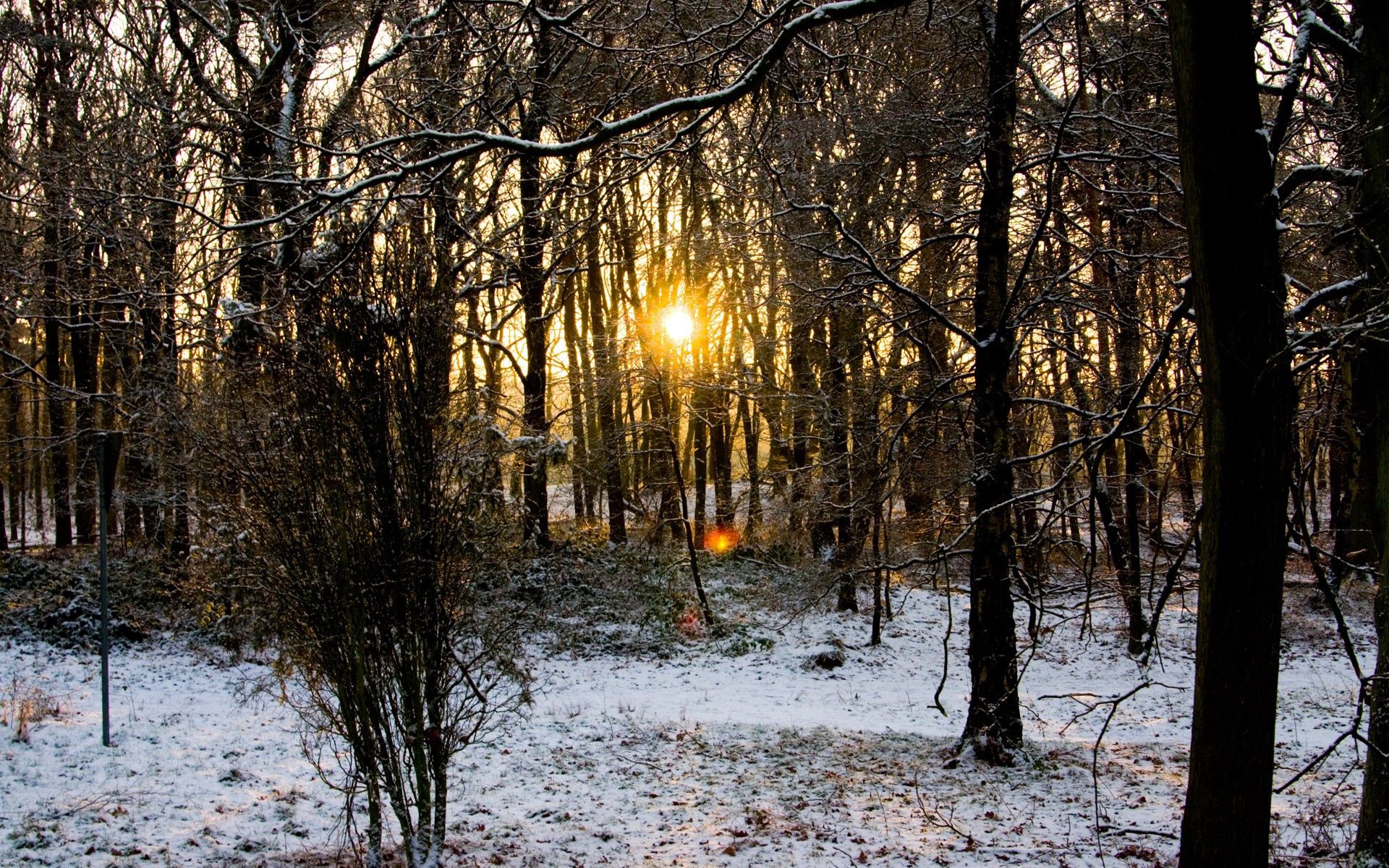 forest, nature, trees, sun, branches, branch, frost, hoarfrost Full HD