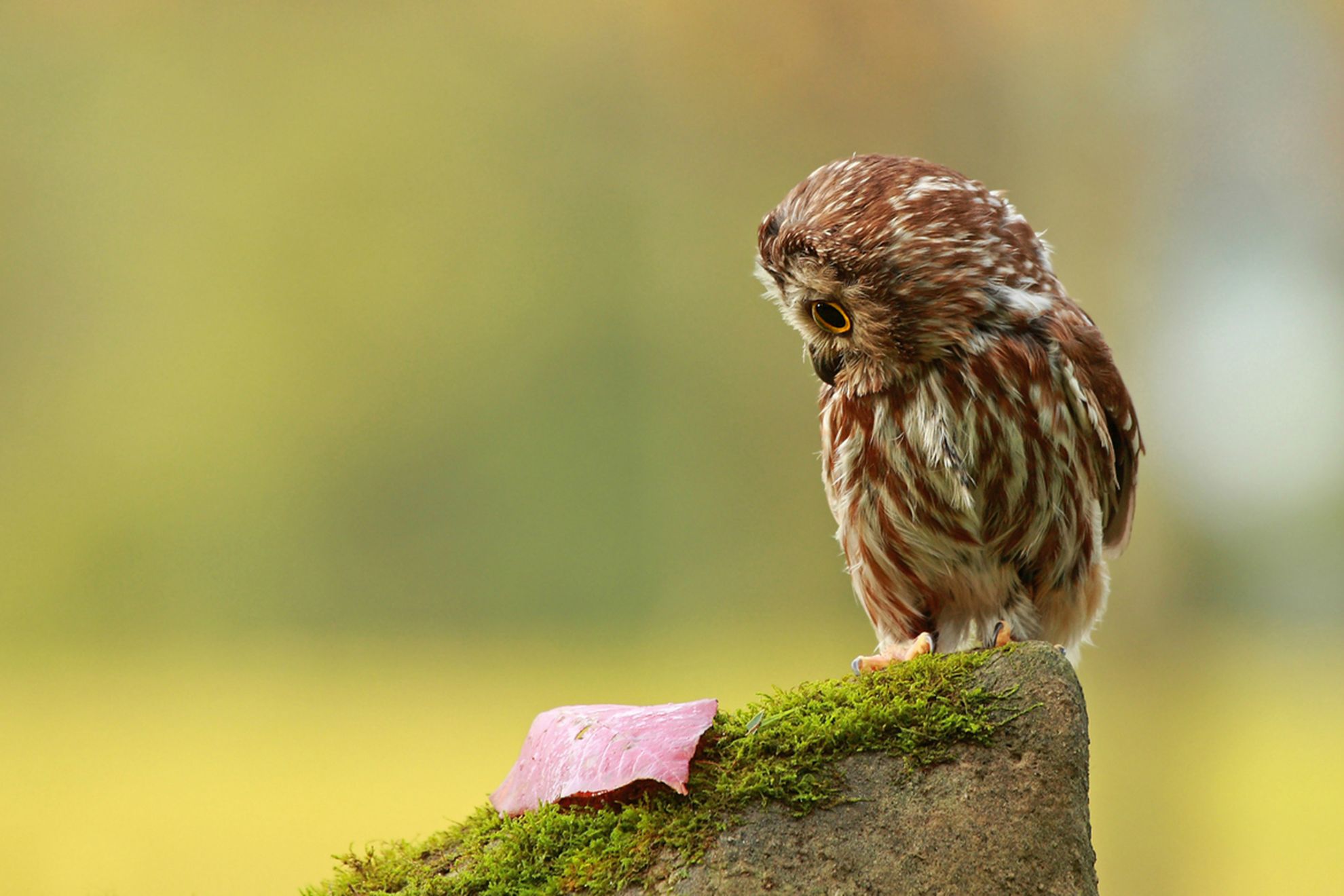 Download mobile wallpaper Owl, Bird, Animal for free.