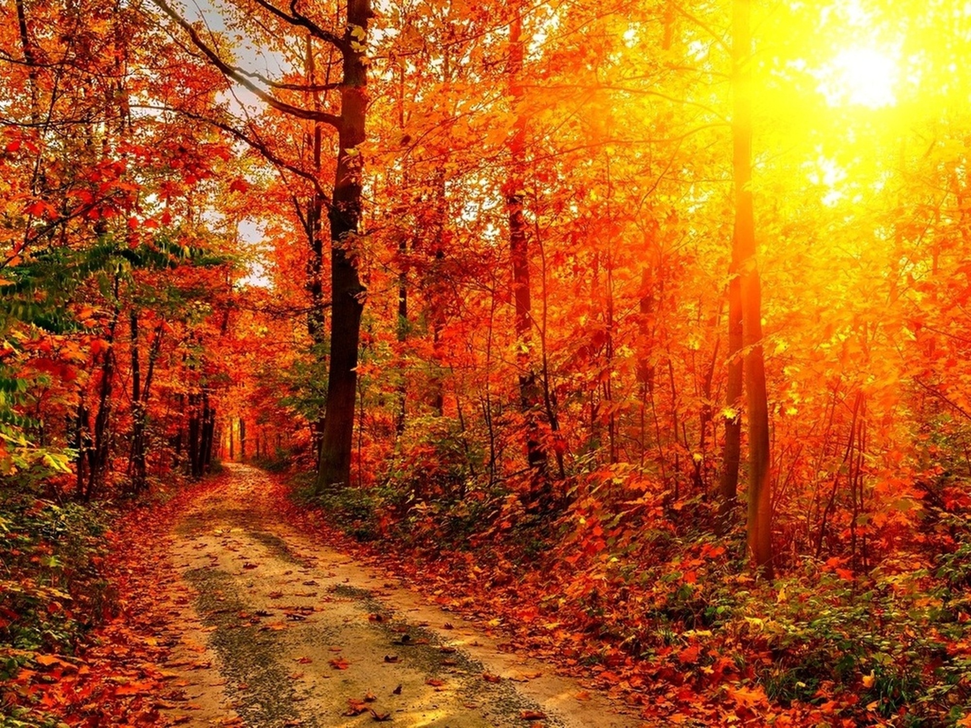 Free download wallpaper Fall, Earth, Path on your PC desktop