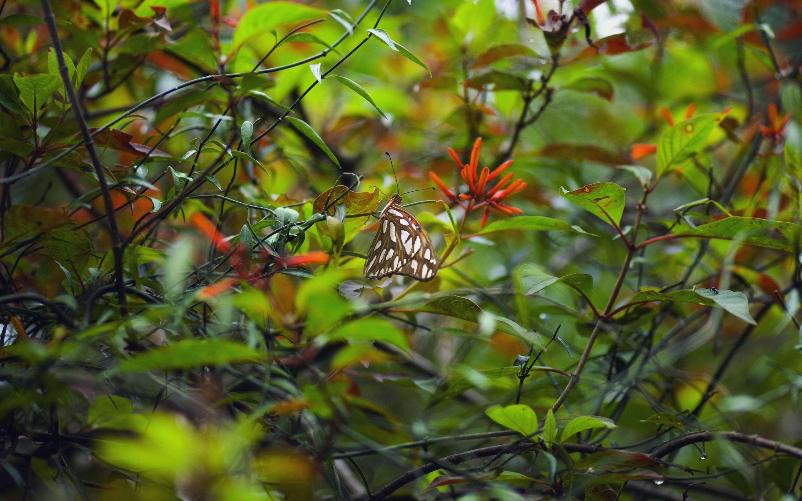 Download mobile wallpaper Butterfly, Animal for free.