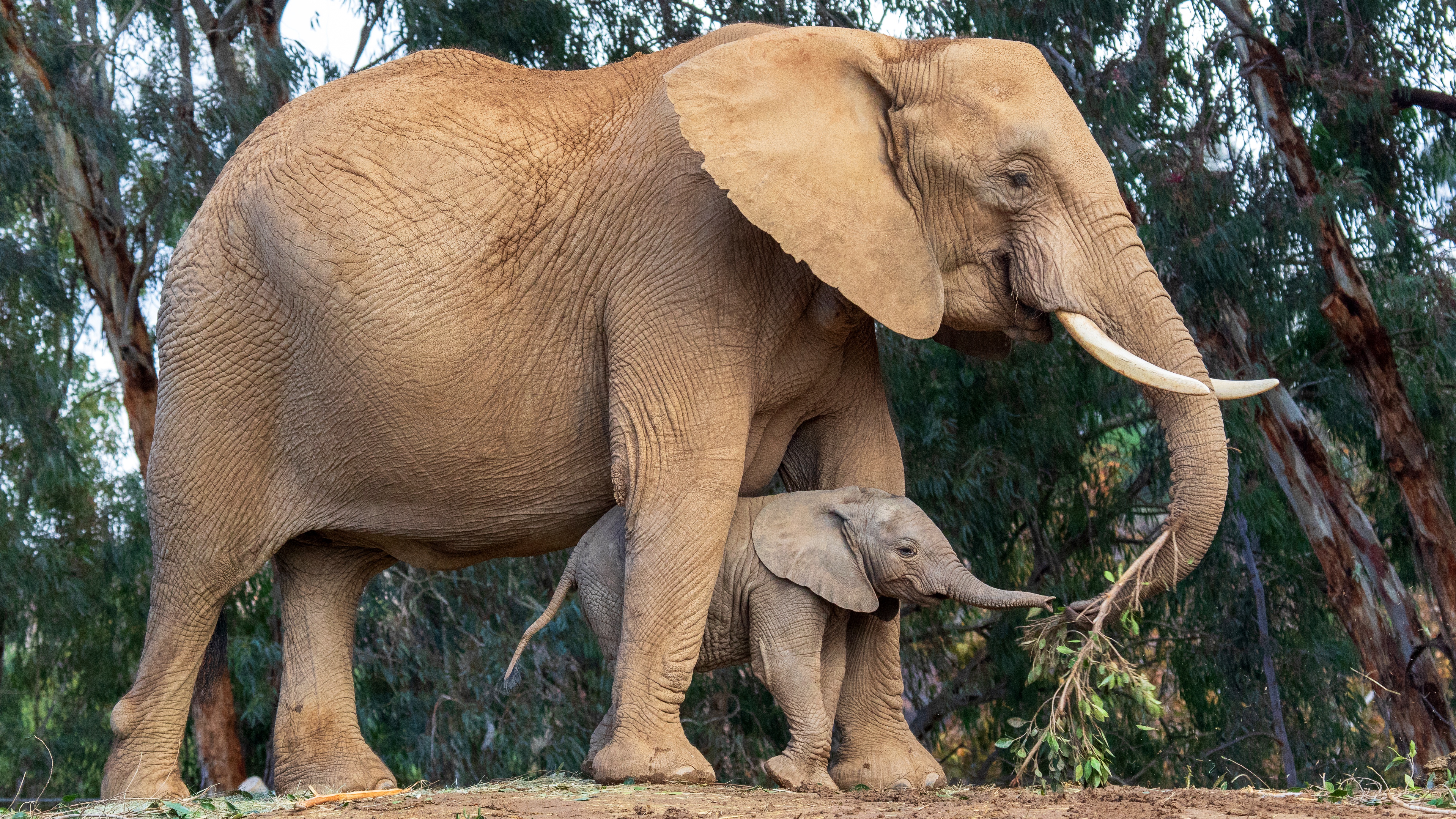 464471 Salvapantallas y fondos de pantalla Elefante Africano De Sabana en tu teléfono. Descarga imágenes de  gratis