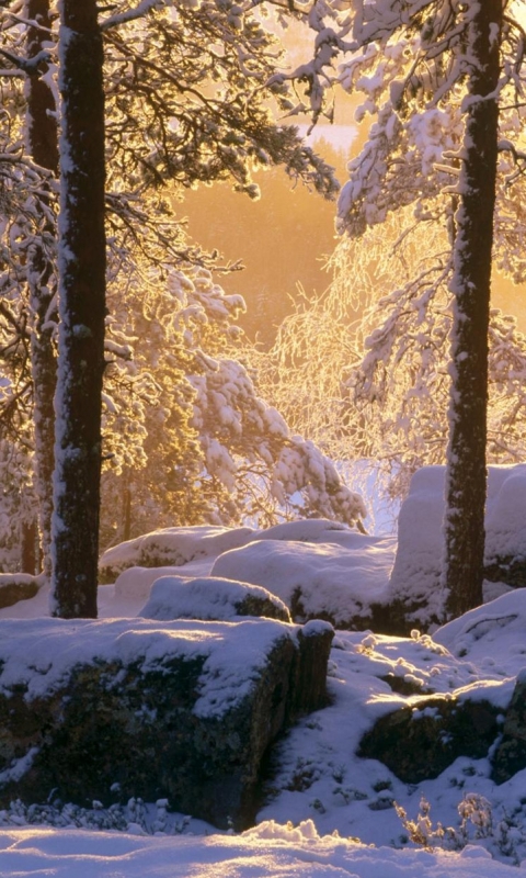 Descarga gratuita de fondo de pantalla para móvil de Invierno, Nieve, Árbol, Tierra, Tierra/naturaleza.