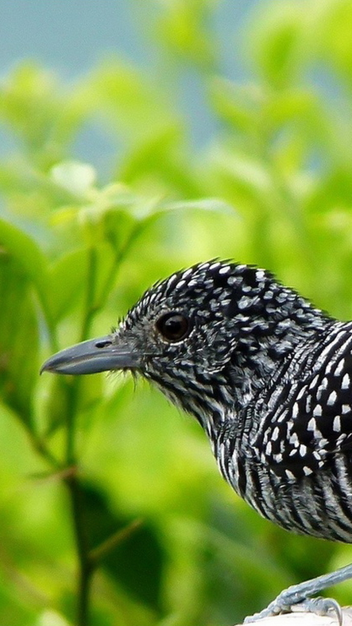 Meilleurs fonds d'écran Antshrike À Crête Barrée pour l'écran du téléphone