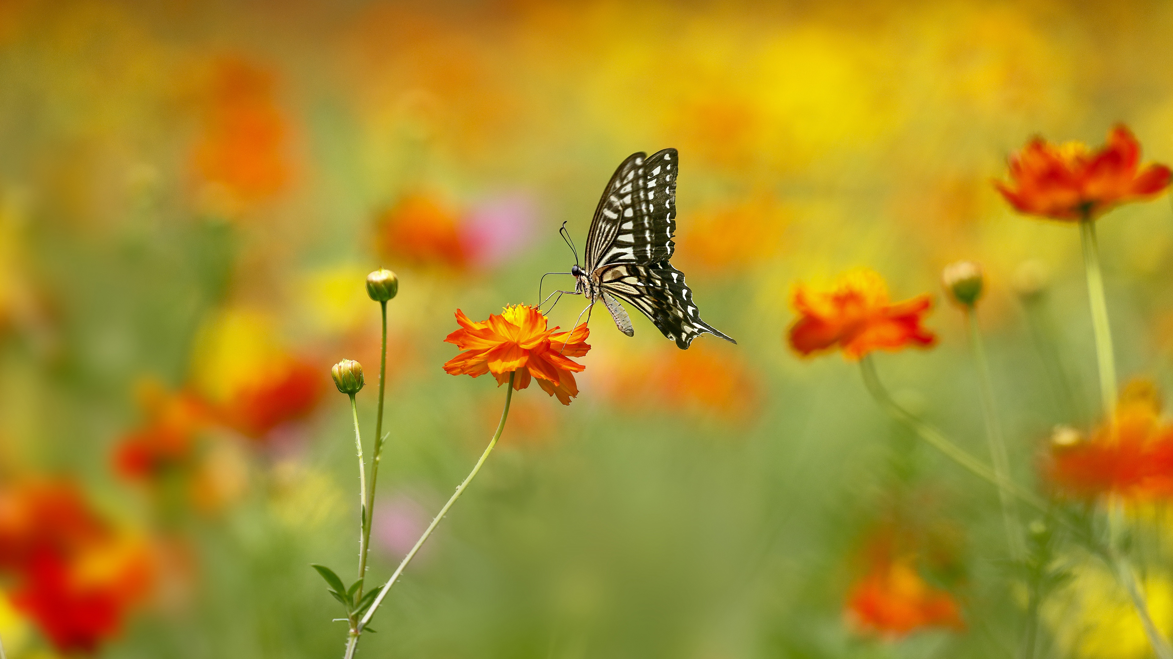 488230壁紙のダウンロード動物, アゲハチョウ, 蝶, 花, 大きい, 夏, 昆虫-スクリーンセーバーと写真を無料で