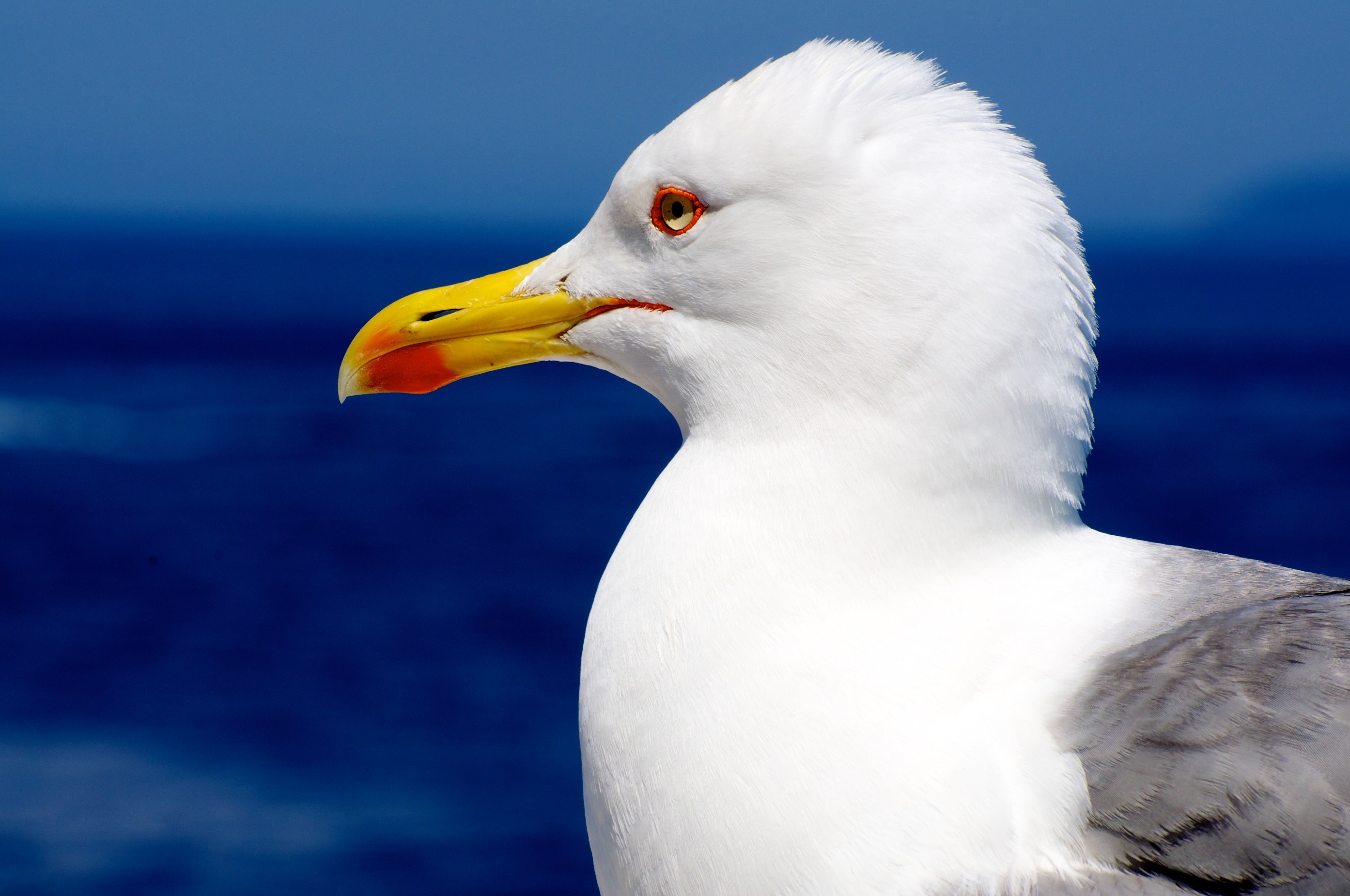 Download mobile wallpaper Gull, Profile, Animals, Bird, Beak, Seagull for free.
